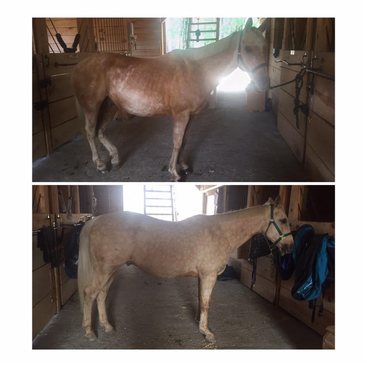 Winter coat vs. Summer(almost) coat! r/Horses
