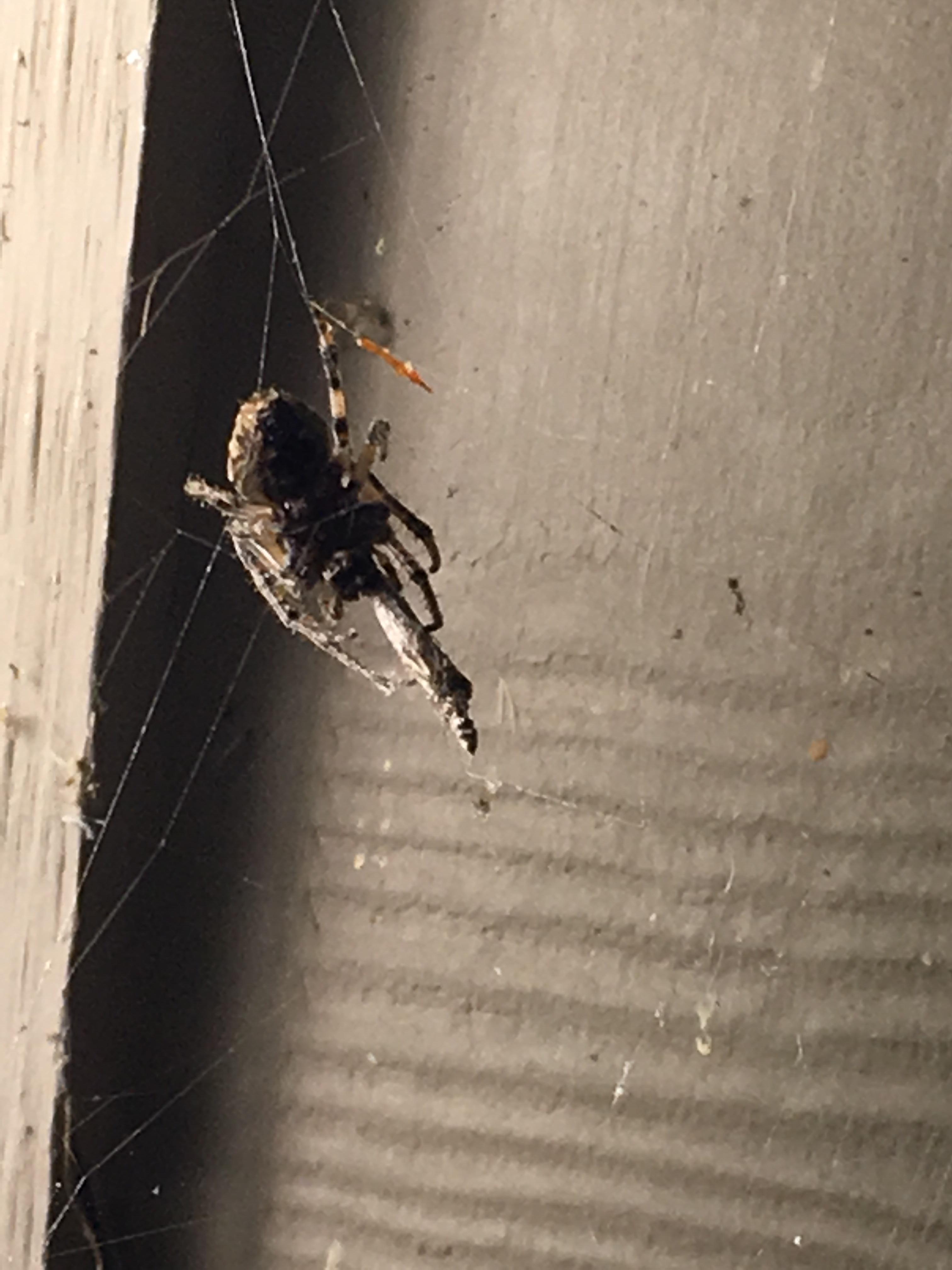 Spider is smoking a joint r/confusing_perspective