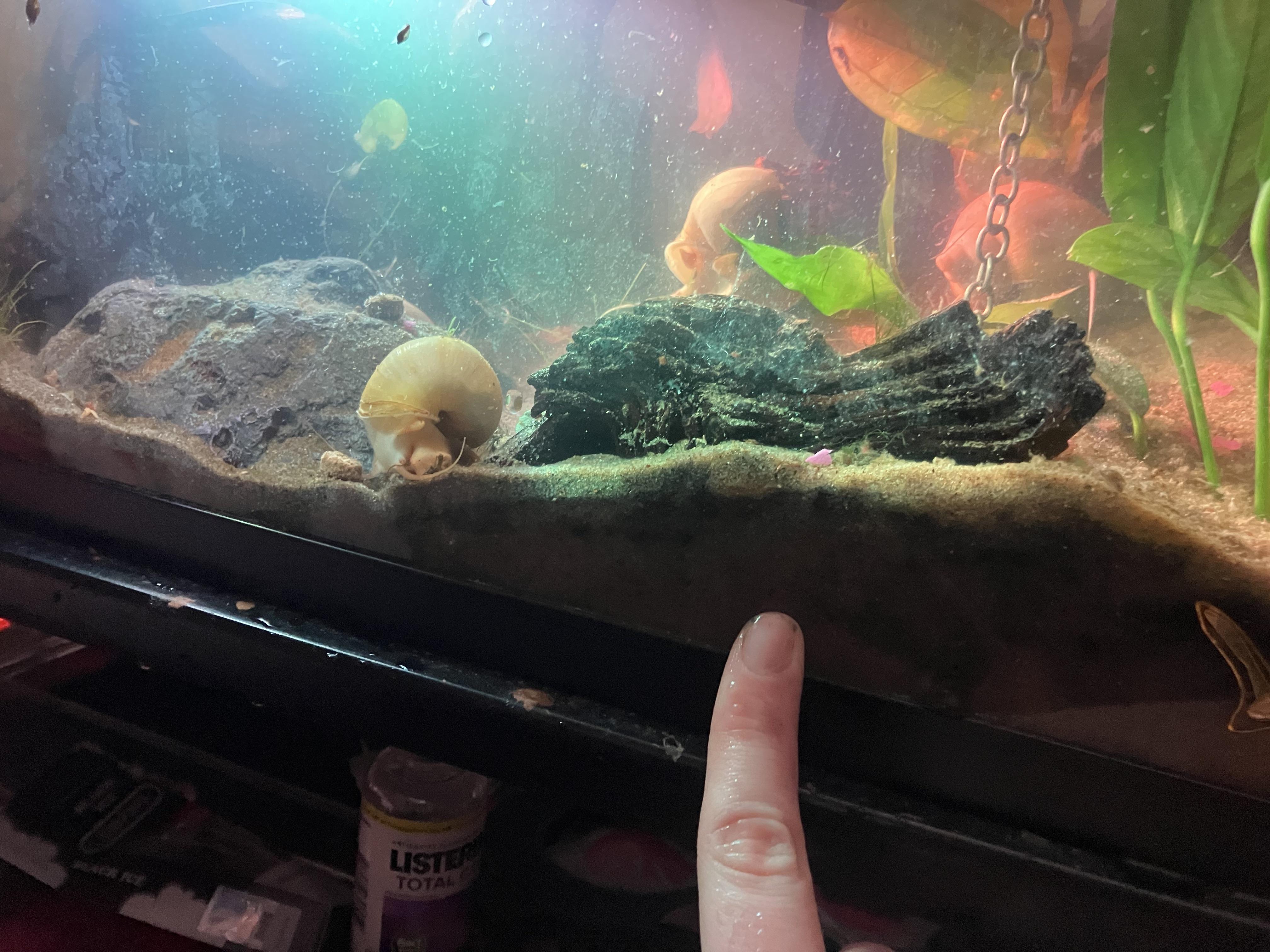 Why is my sand doing this? r/Aquariums