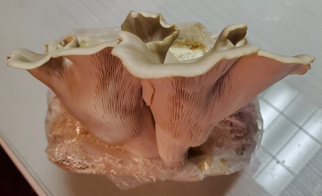 [Gourmet] Tarragon Oyster Chonkers r/MushroomGrowers