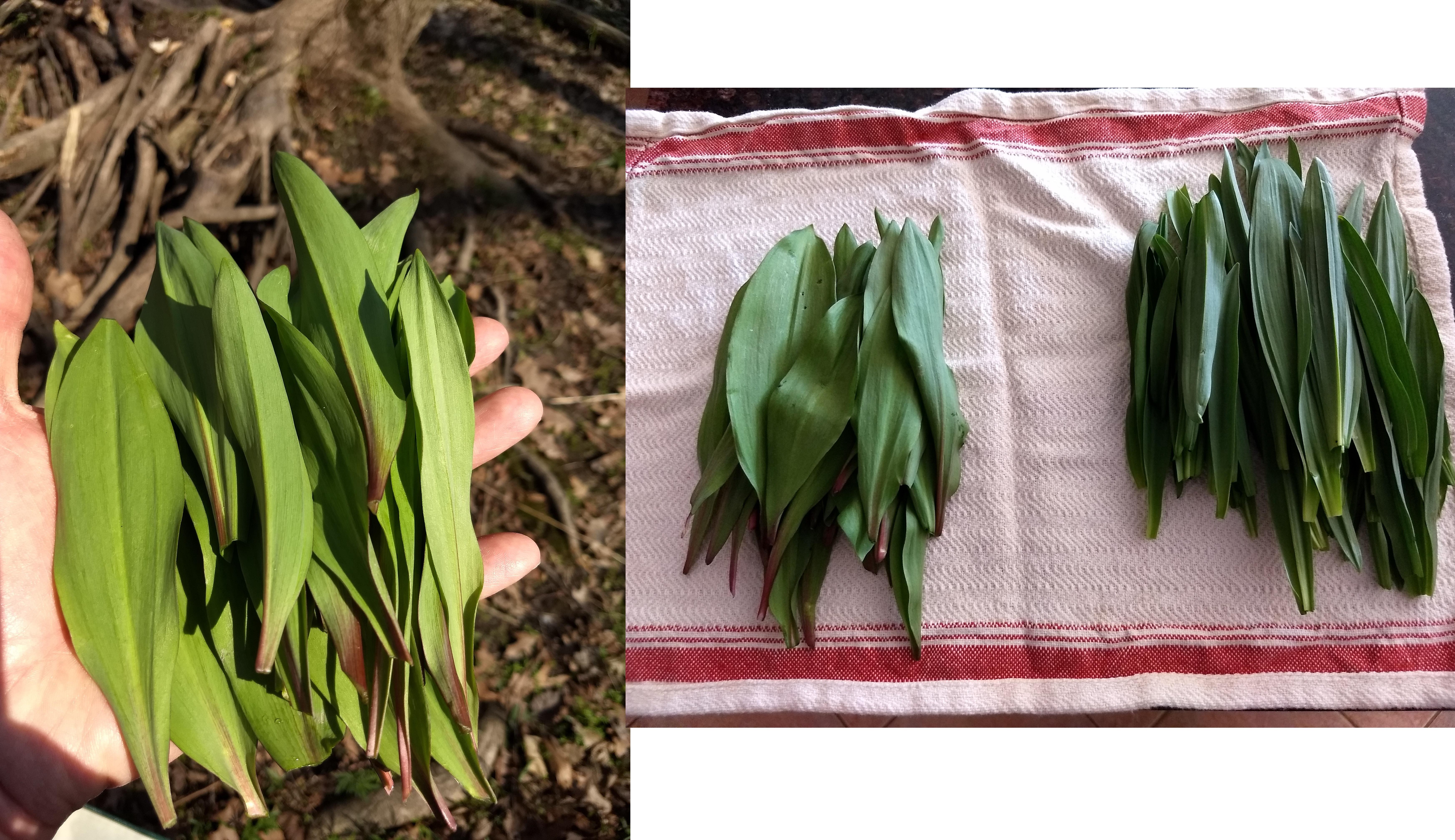 Harvested some ramp leaves yesterday (left the bulbs in the ground) r