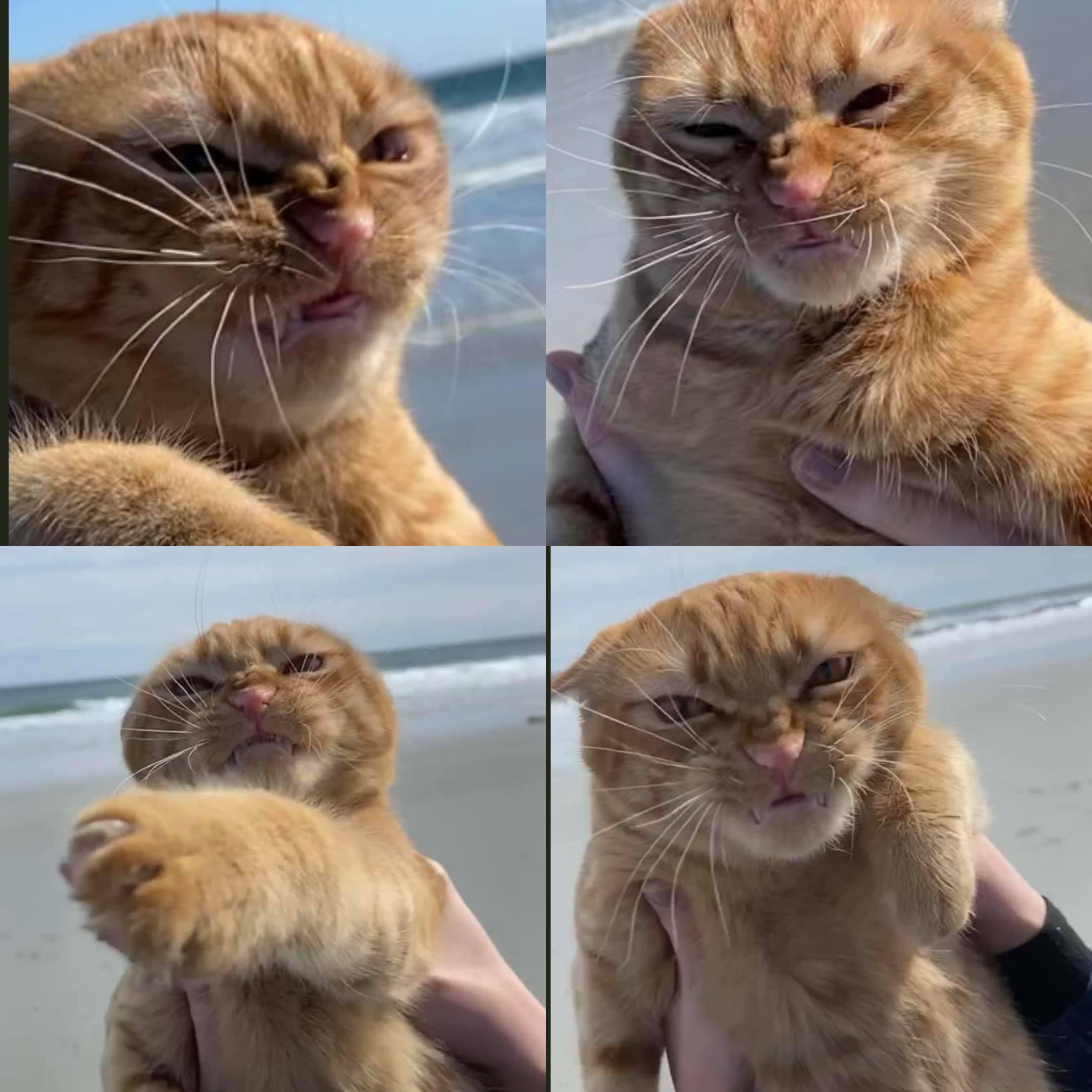 Pumpkin hates windy beach r/TheCatReport