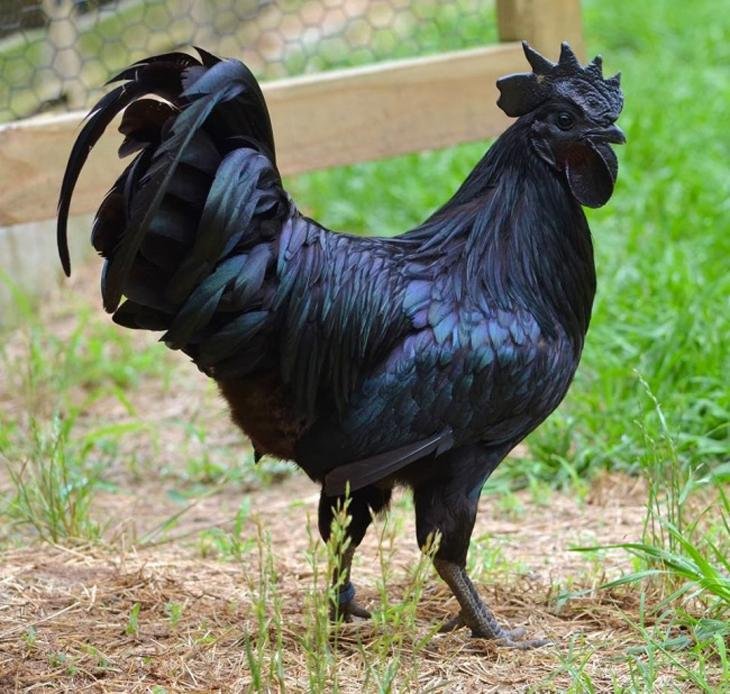 Metal Chicken r/natureismetal