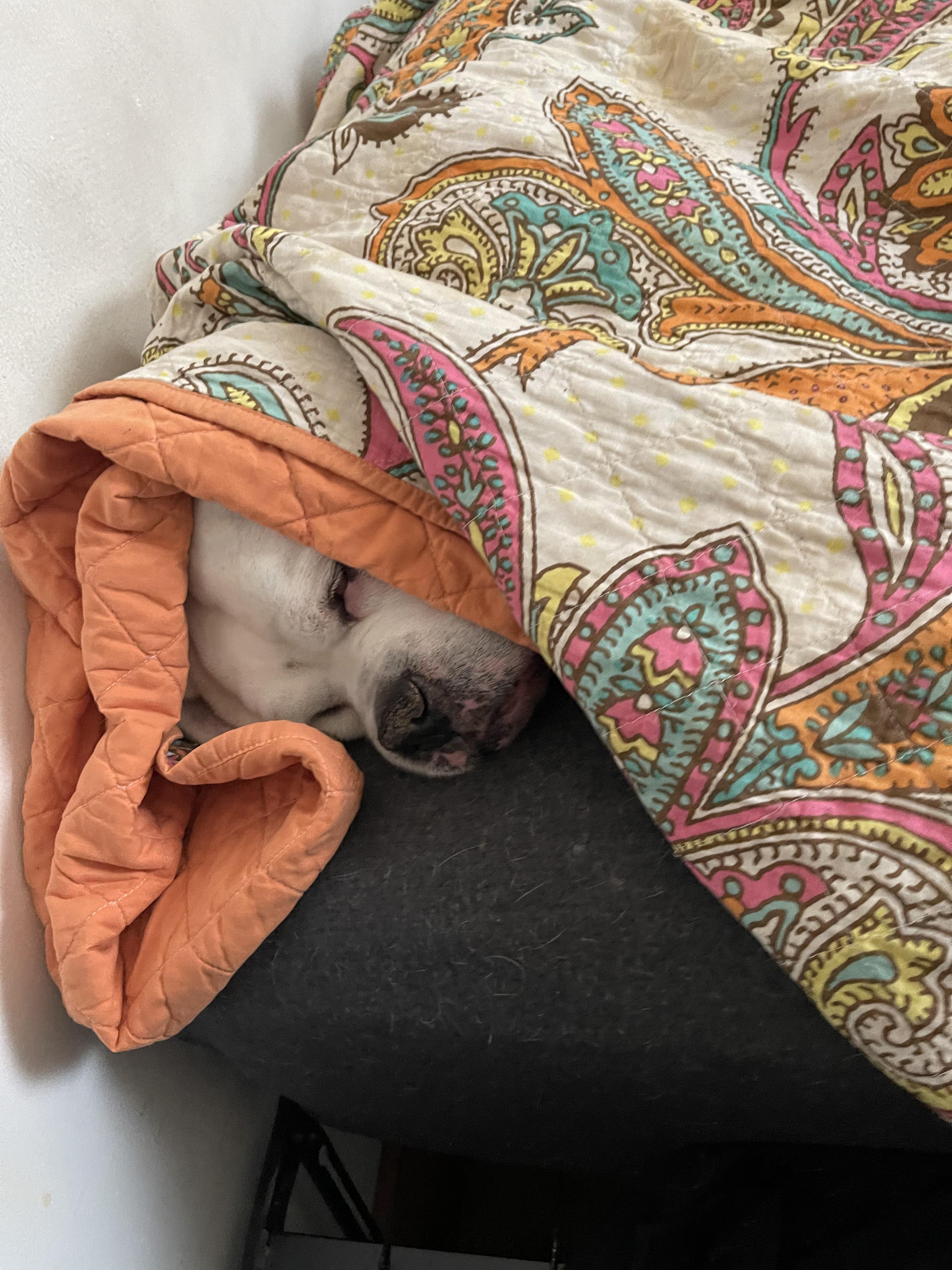 He’s not a puppy but he’s my puppy. This is Cody. He’s 9. He’s not a