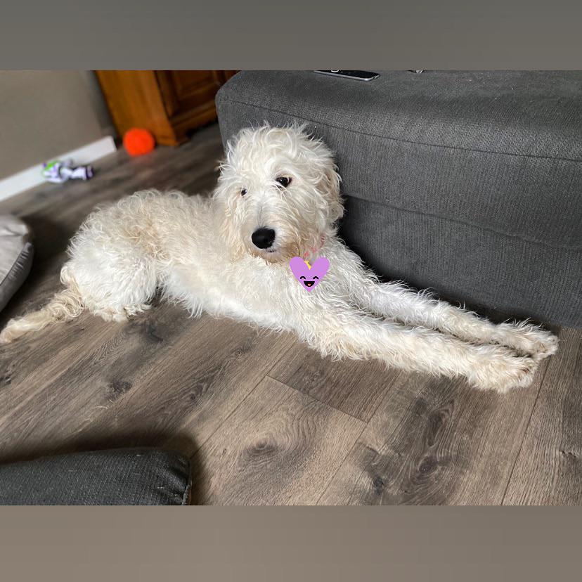 Skye stretching out to dry after a bath. 5 months old and around 35lbs