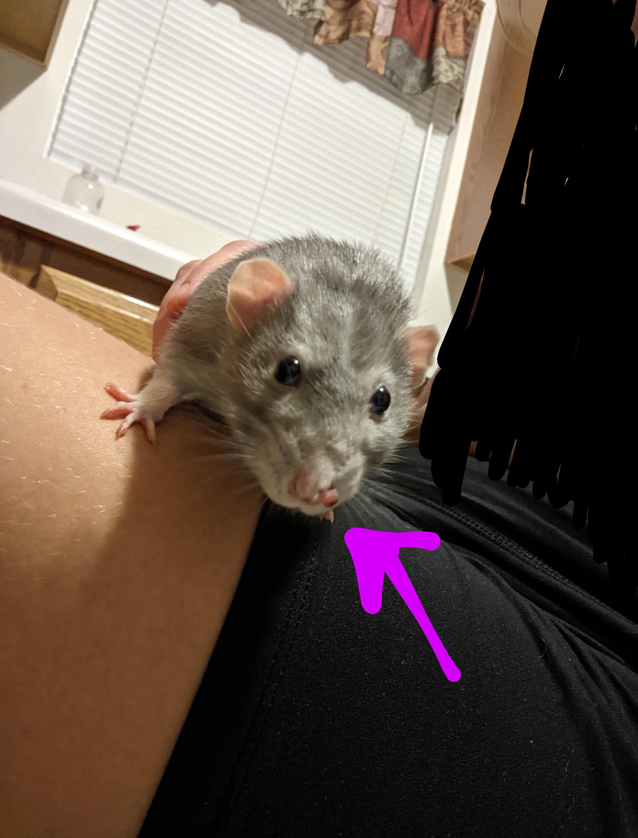 My rat boi has a growth on his nose that's slowly getting bigger. He's