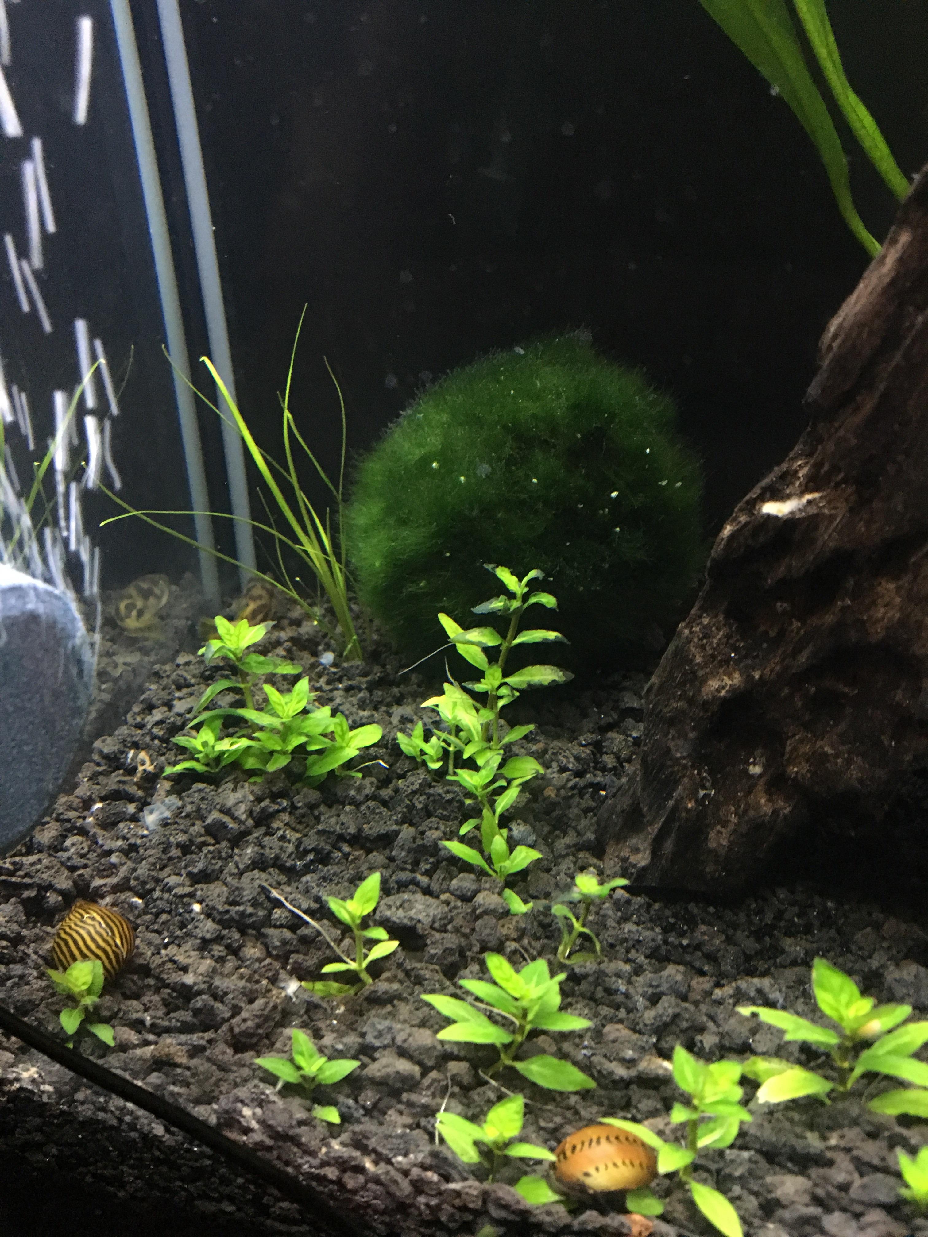 Freshwater Aquarium Plants Betta Bulbs Aponogeton vlr.eng.br