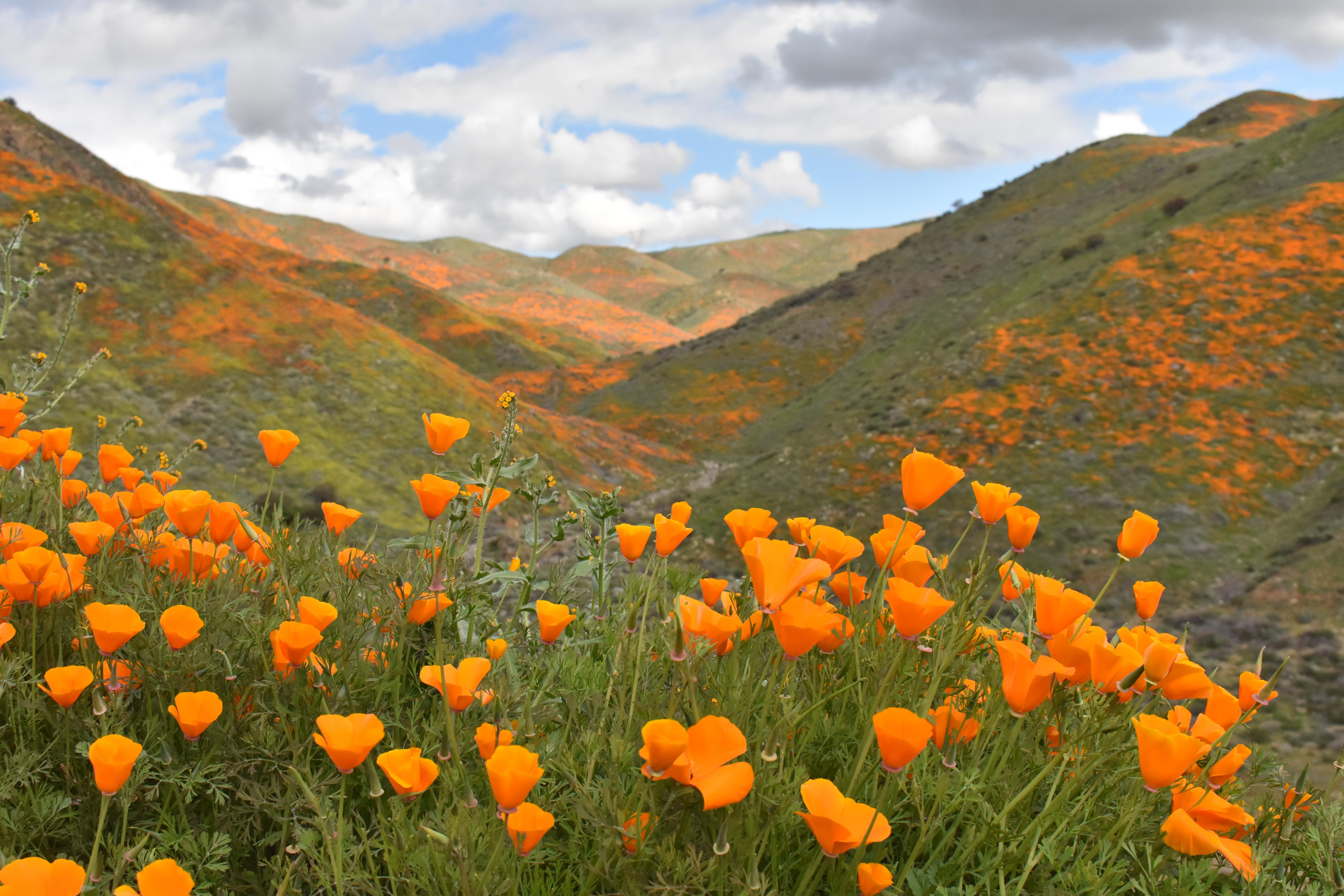 California Poppies 2 [OC] 6000x4000 r/EarthPorn