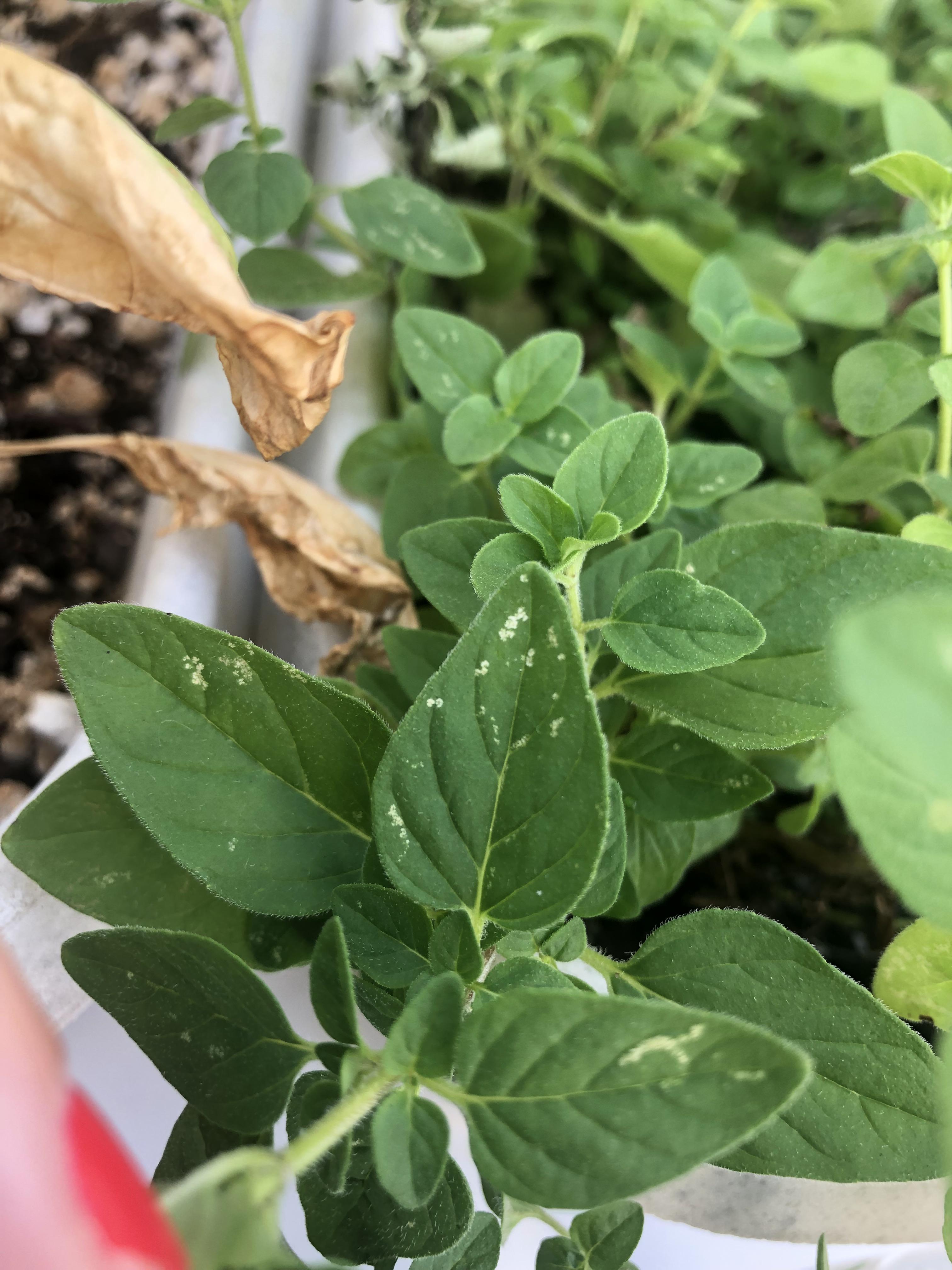 What are the white spots on my oregano? Is it still safe to dry and eat