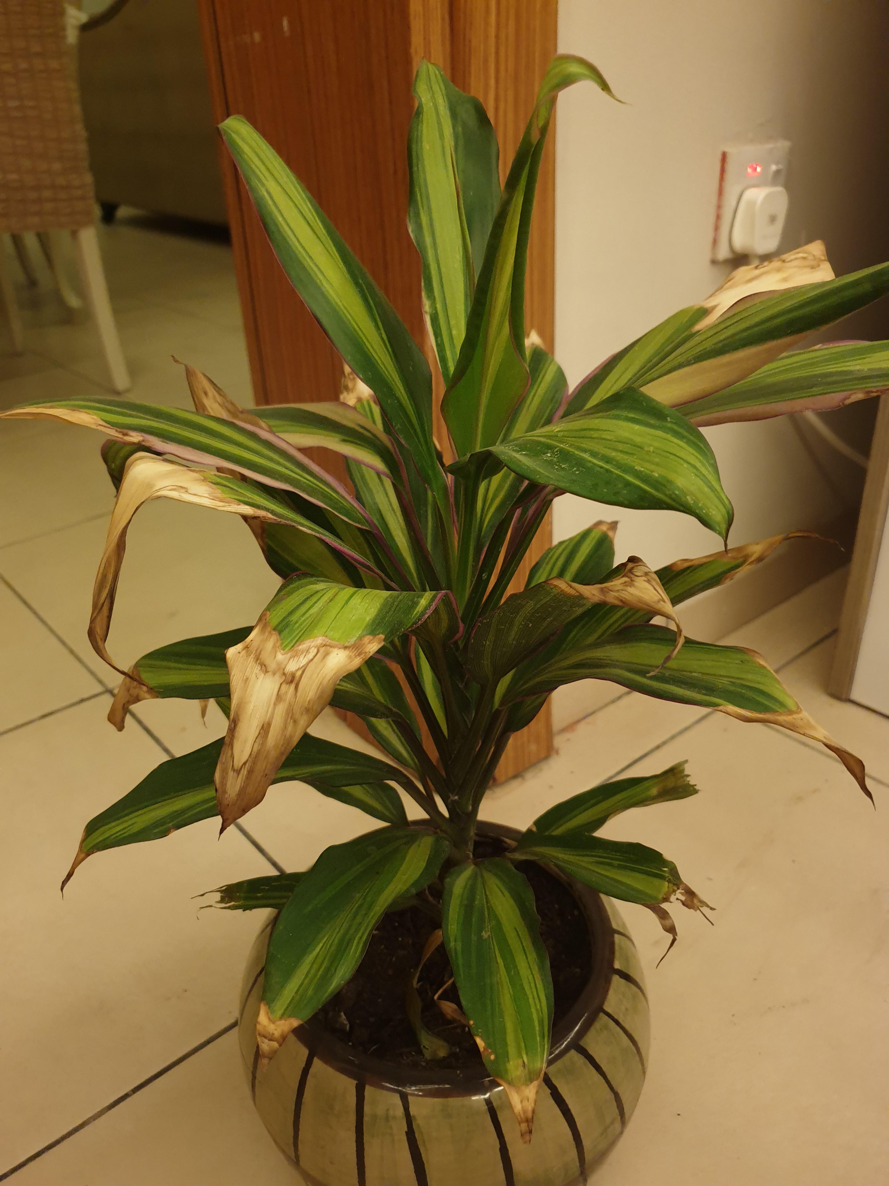 Why is it turning yellow ? Help please? r/houseplants