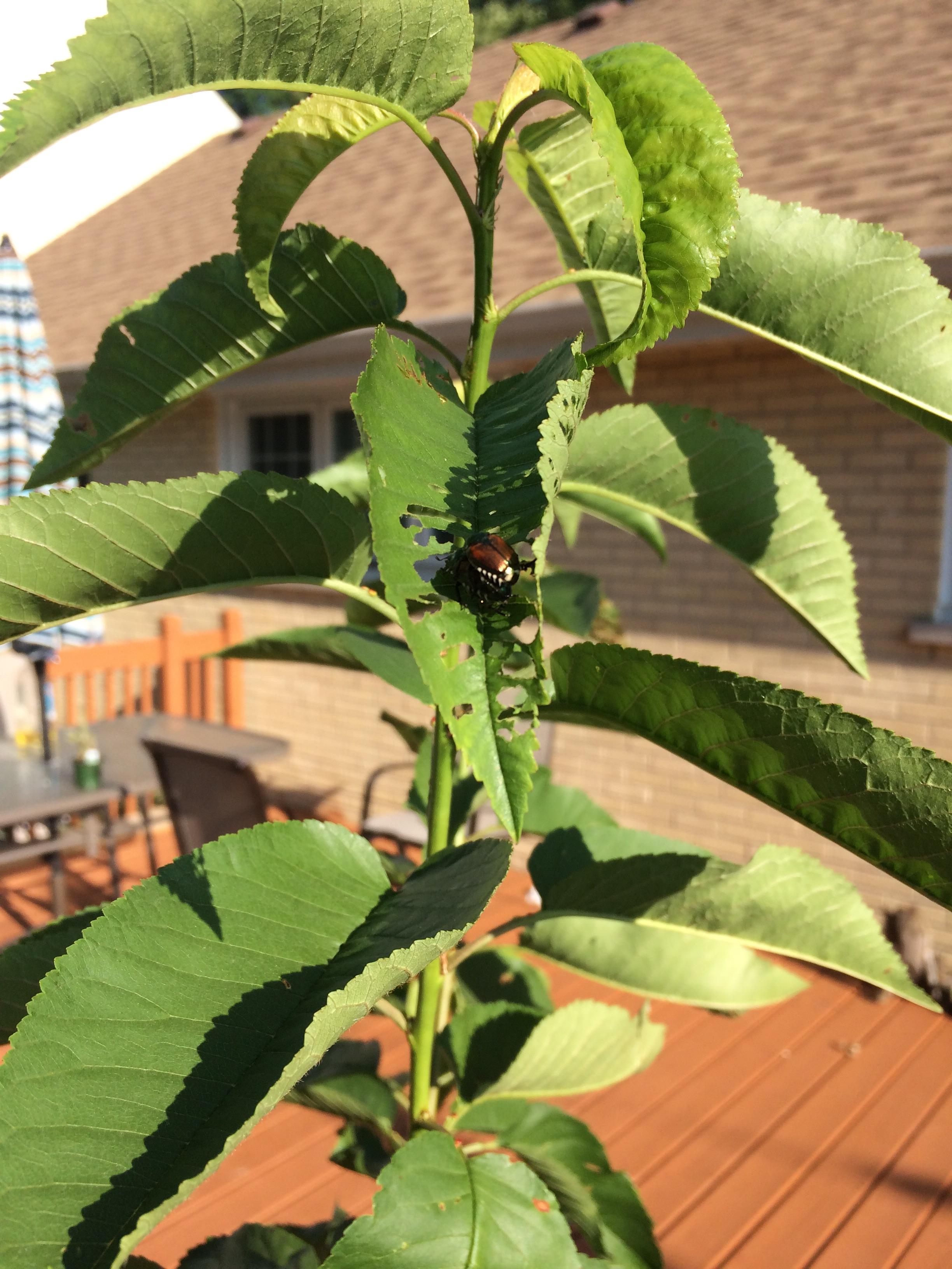 Anyone know this bug? It’s eating the leaves on my cherry trees... r