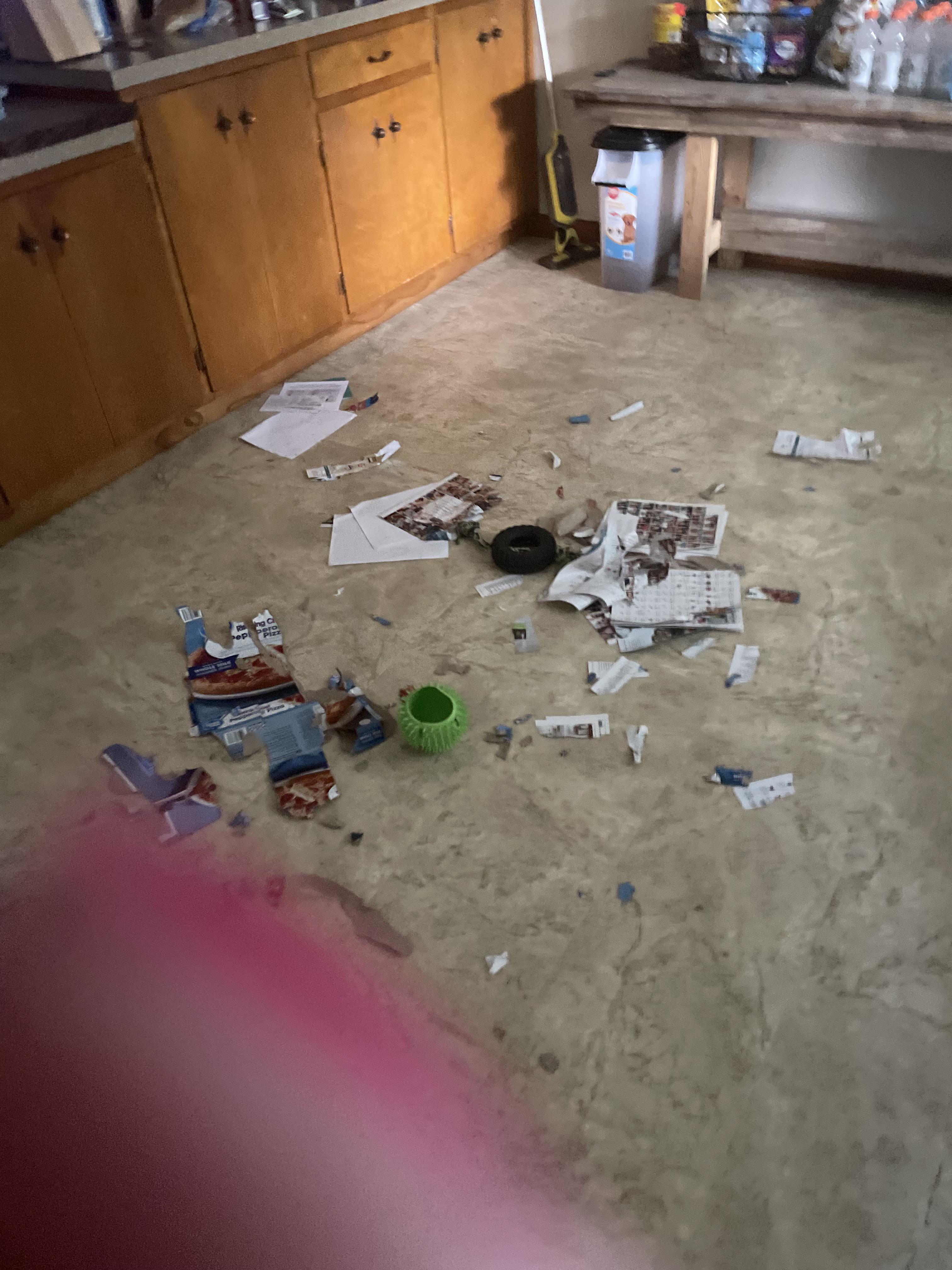 My dogs chewed up pampered chef catalogs good dogs r/antiMLM