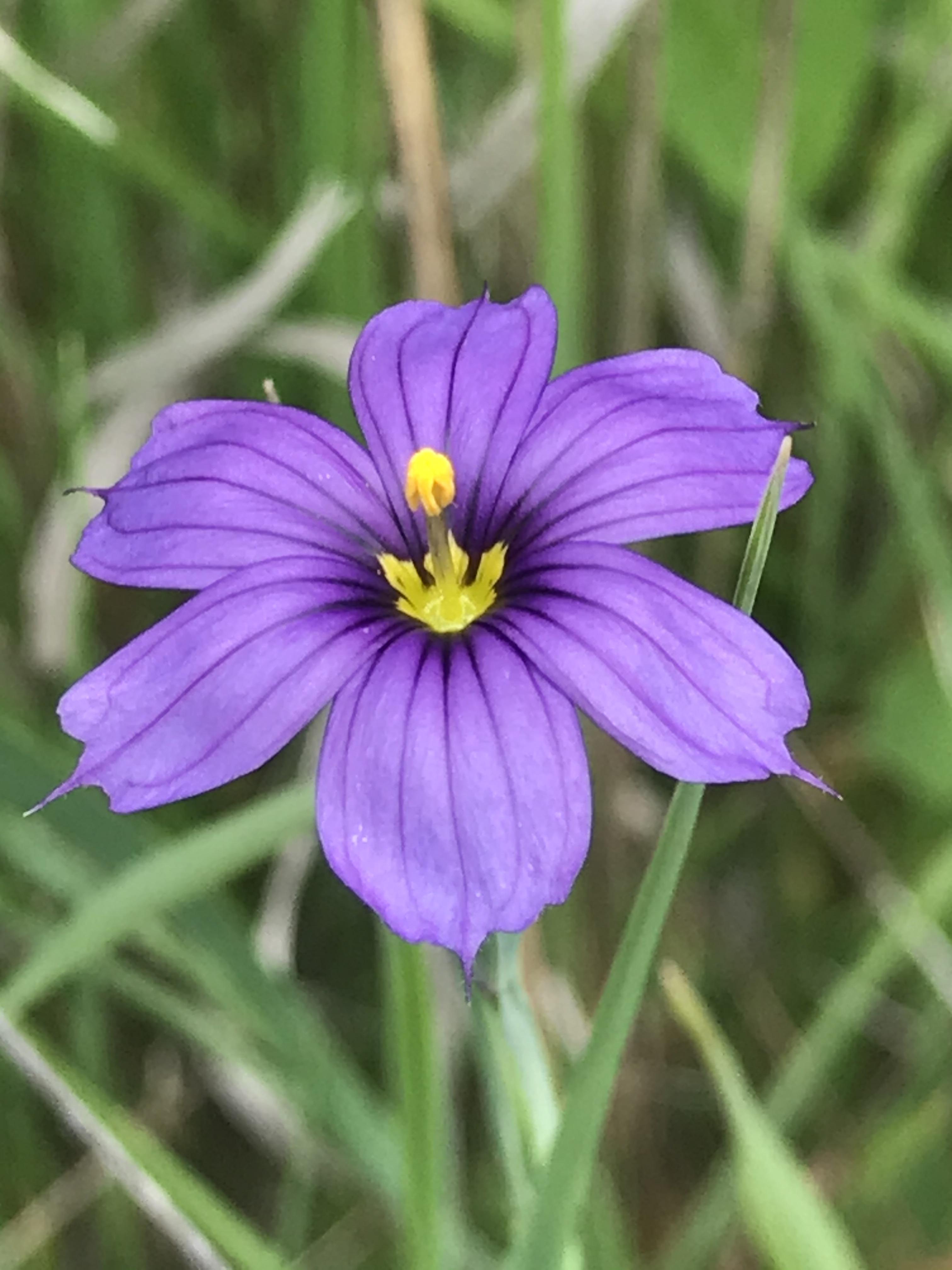 Small wildflower in California Bay Area r/whatsthisplant