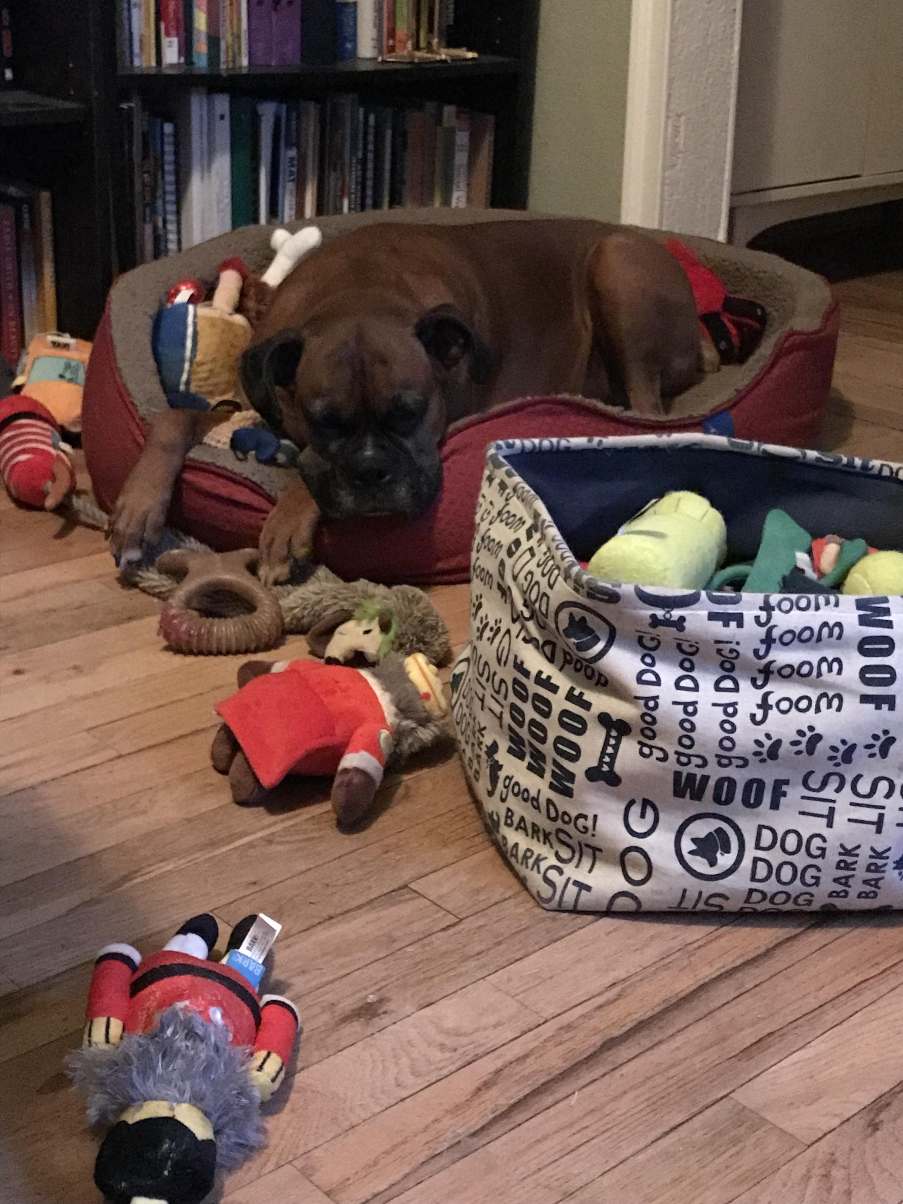 The face of exhaustion after a busy day of going to the dog park