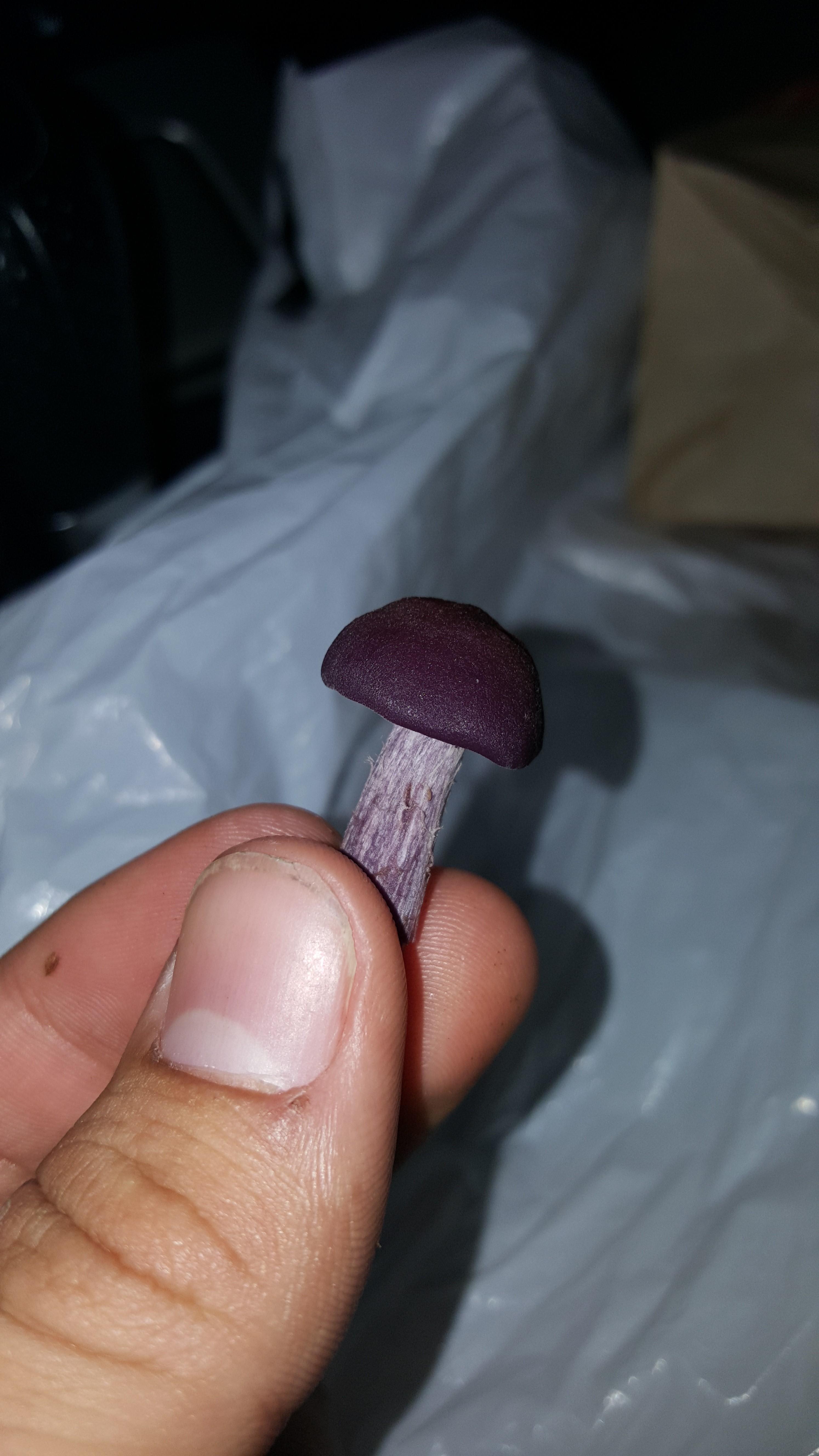 IDH Purple mushroom growing out of rich dirt/moss in the PNW. Purple