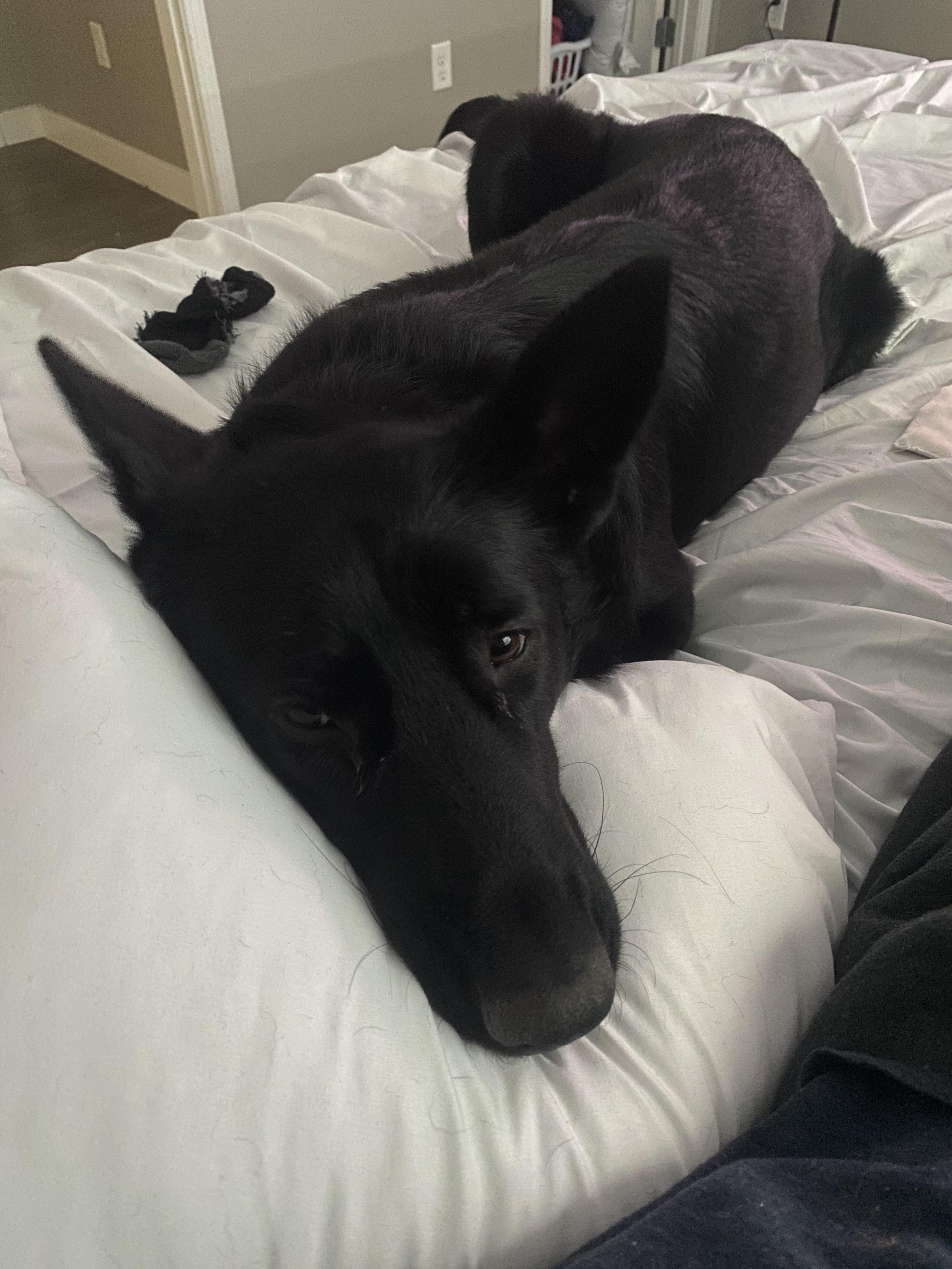 We have a strict no dogs on the bed rule. But I got really really sick one day and she hopped up