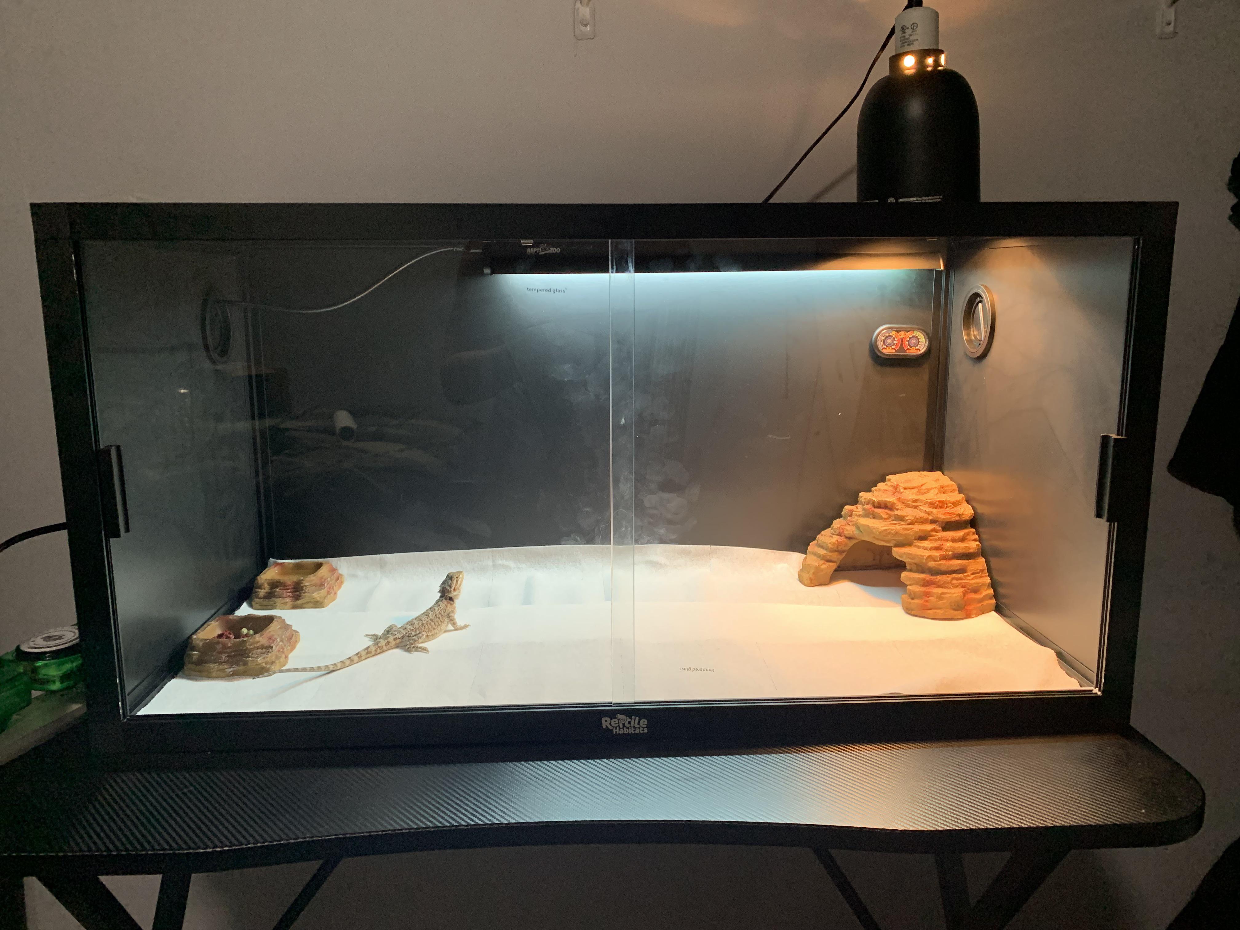 Bearded Dragons Tanks