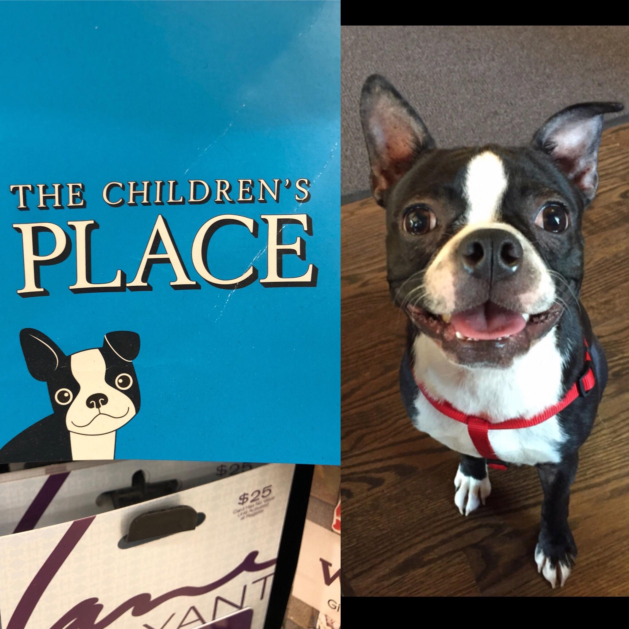 Boston Terrier Rescue Ny l2sanpiero