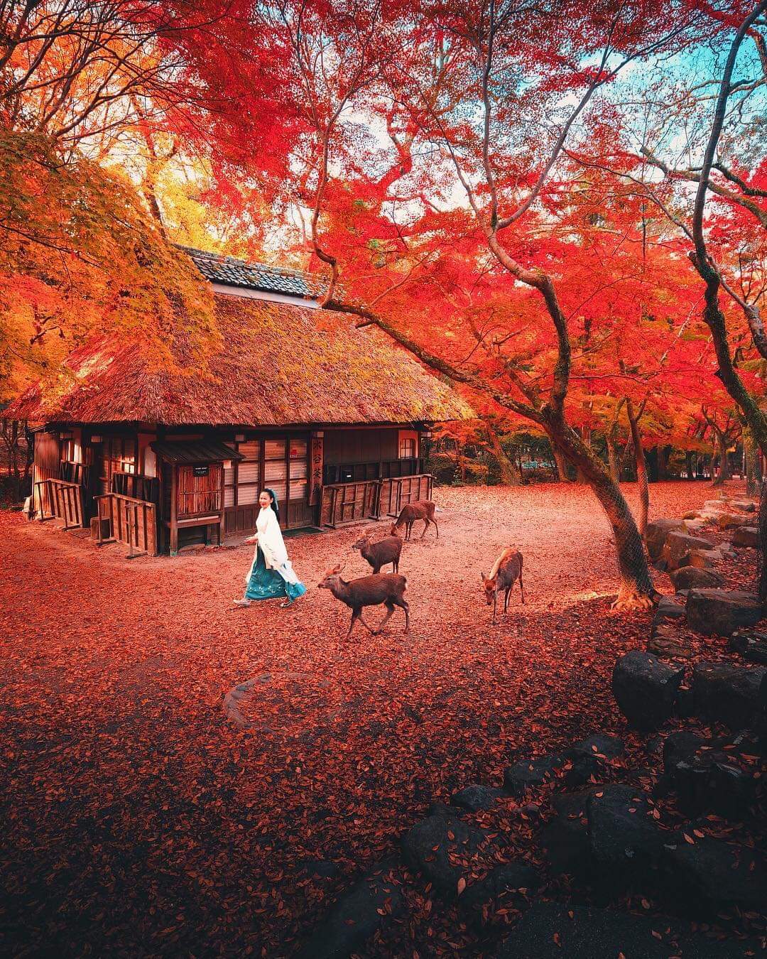 Nara Park, Japan r/pics
