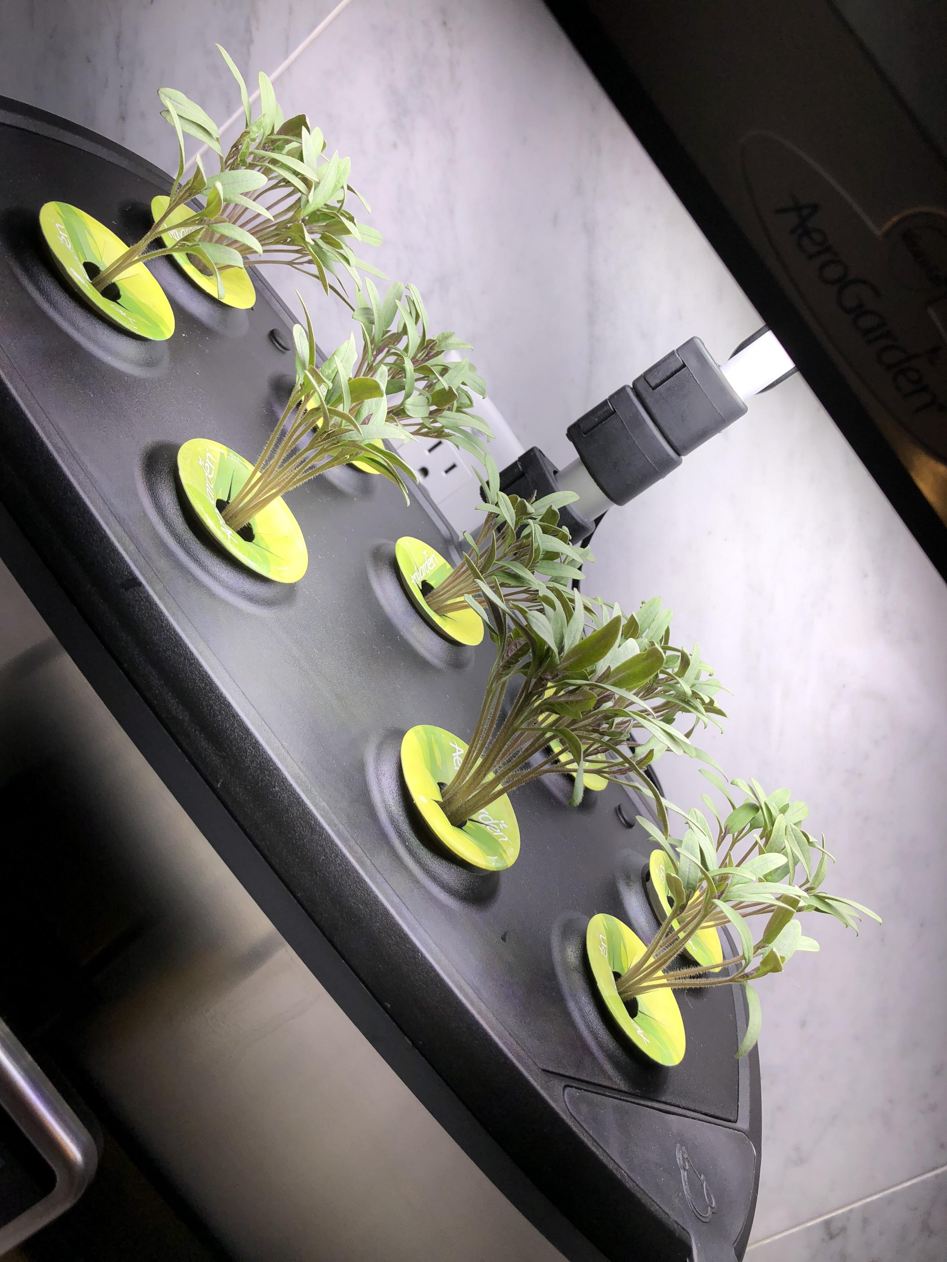 Growing cherry tomatoes How many plants per pod? r/aerogarden