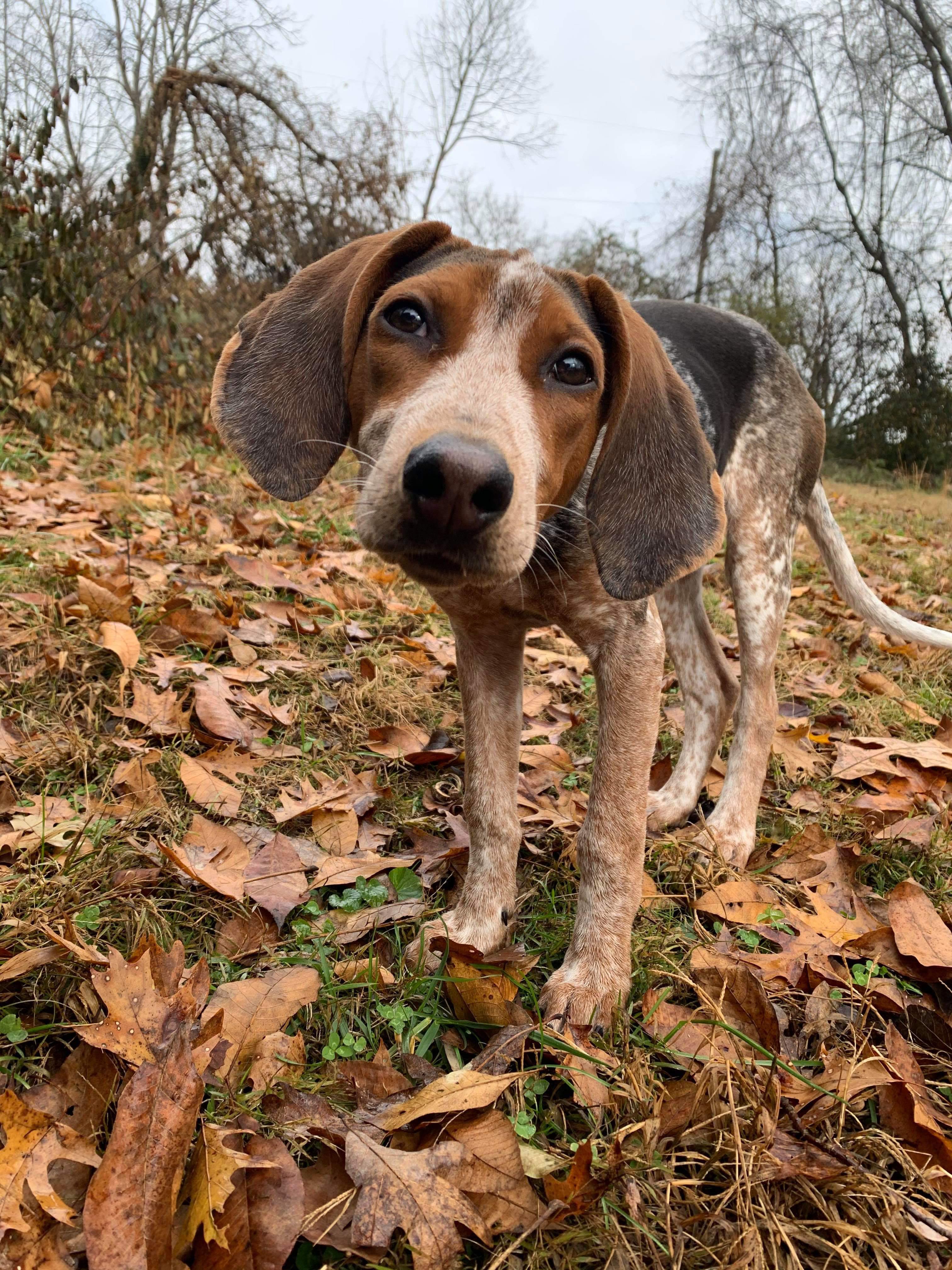 Bluetick Coonhound Mix