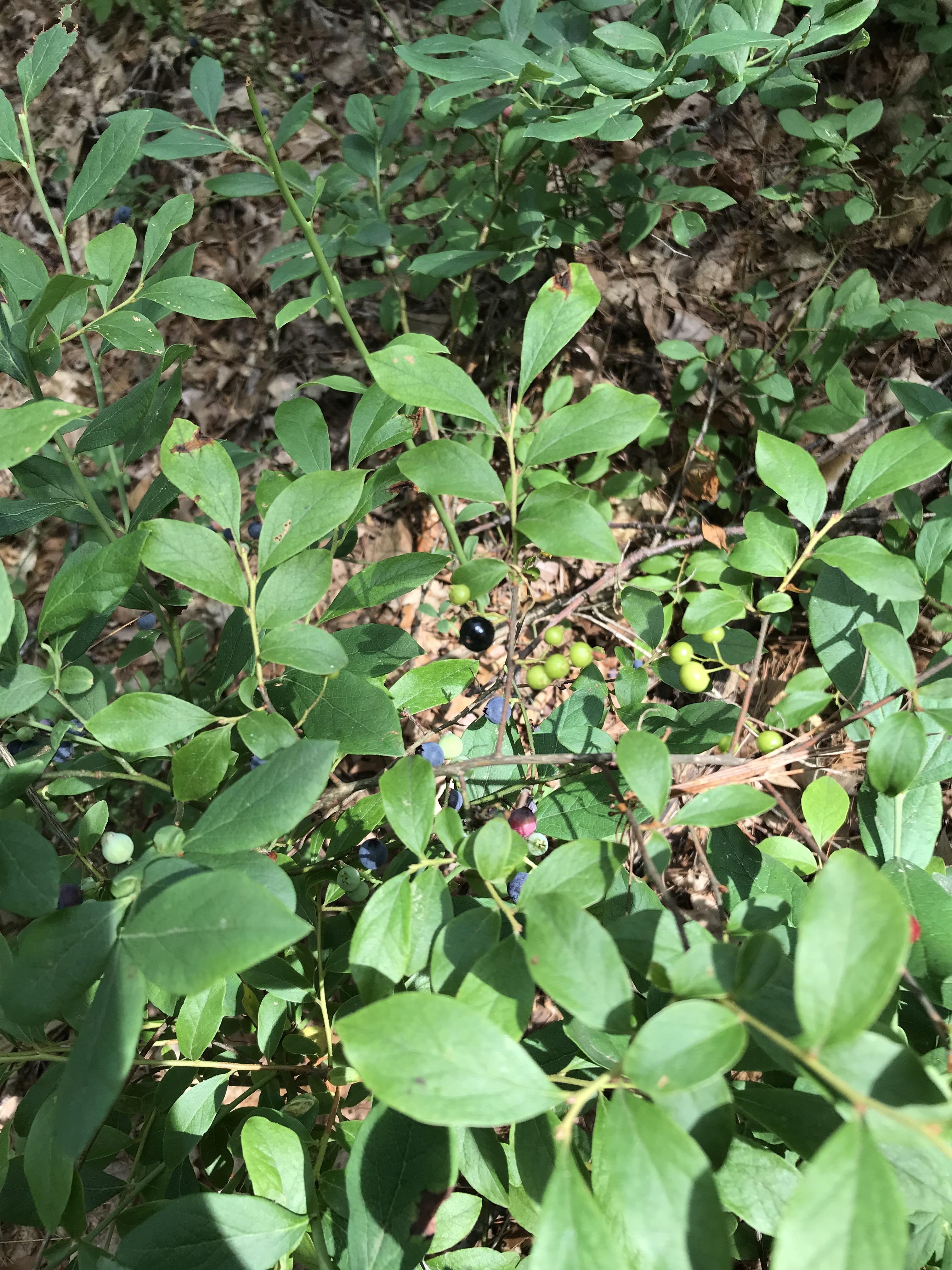 These were growing on top of each other. I know the paler blue is a