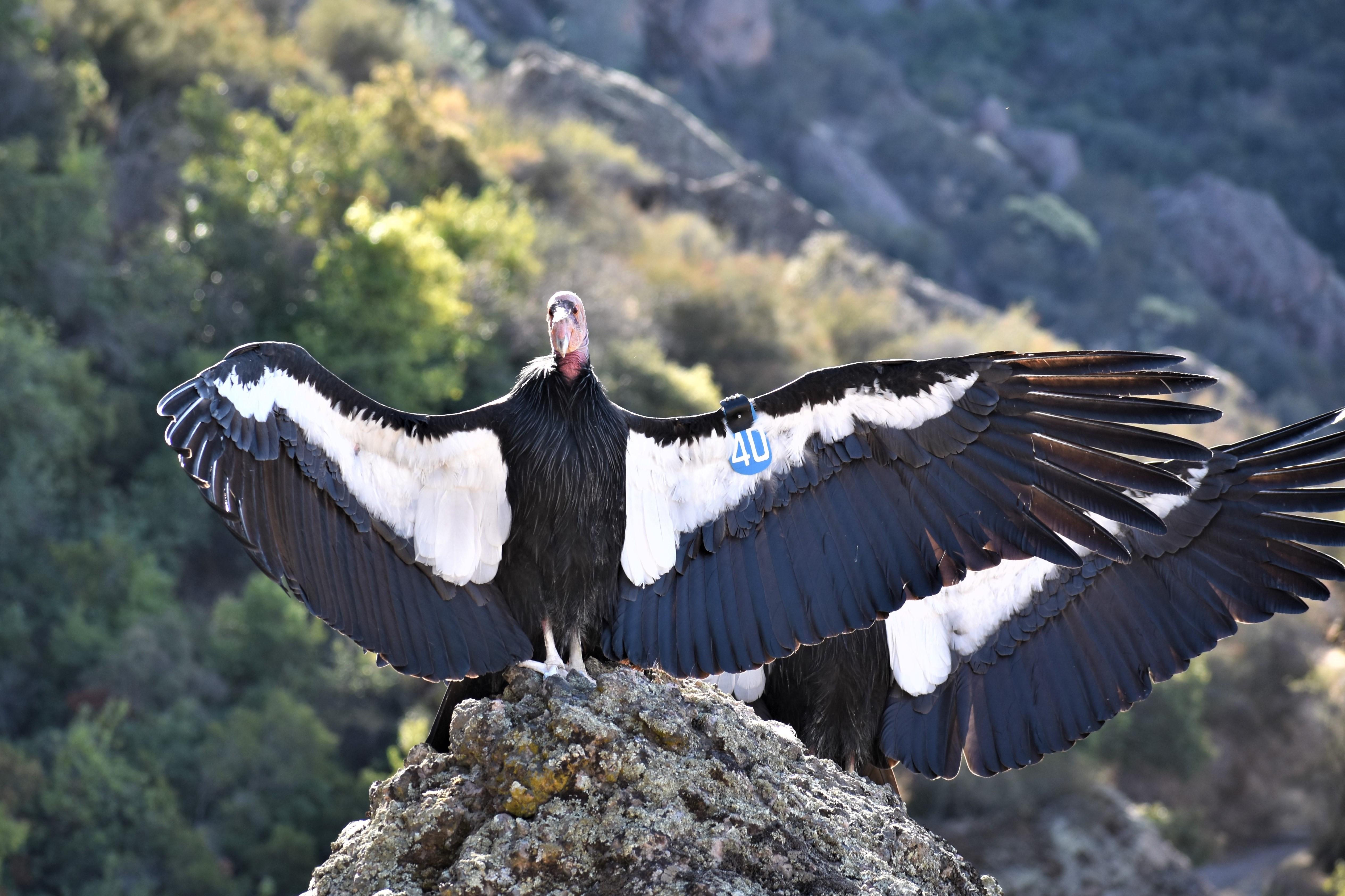 A tagged mating pair of California Condors. Pinnacles National Park, CA