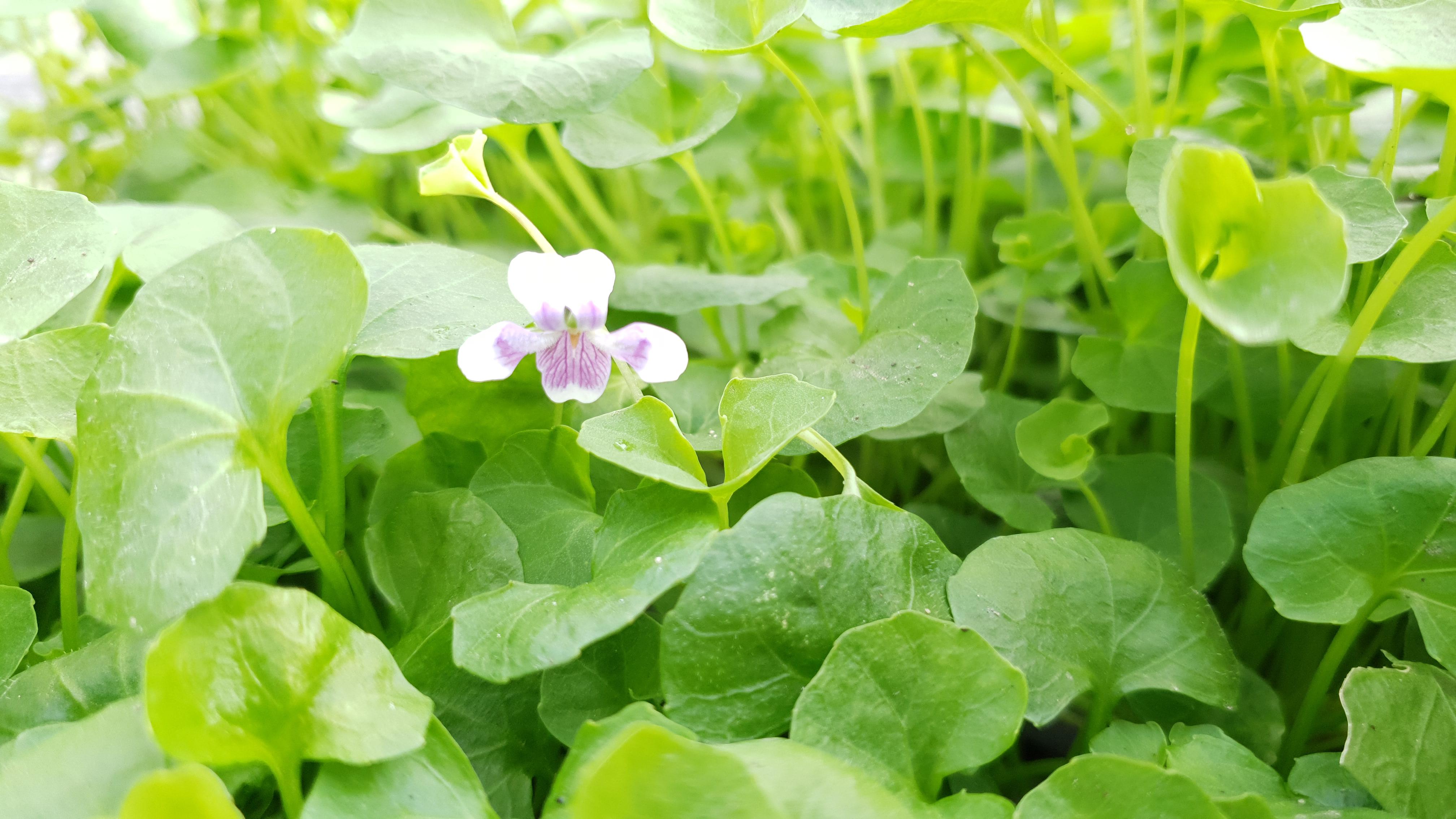 Viola hederacea AKA Native Violet [VIC] r/australianplants
