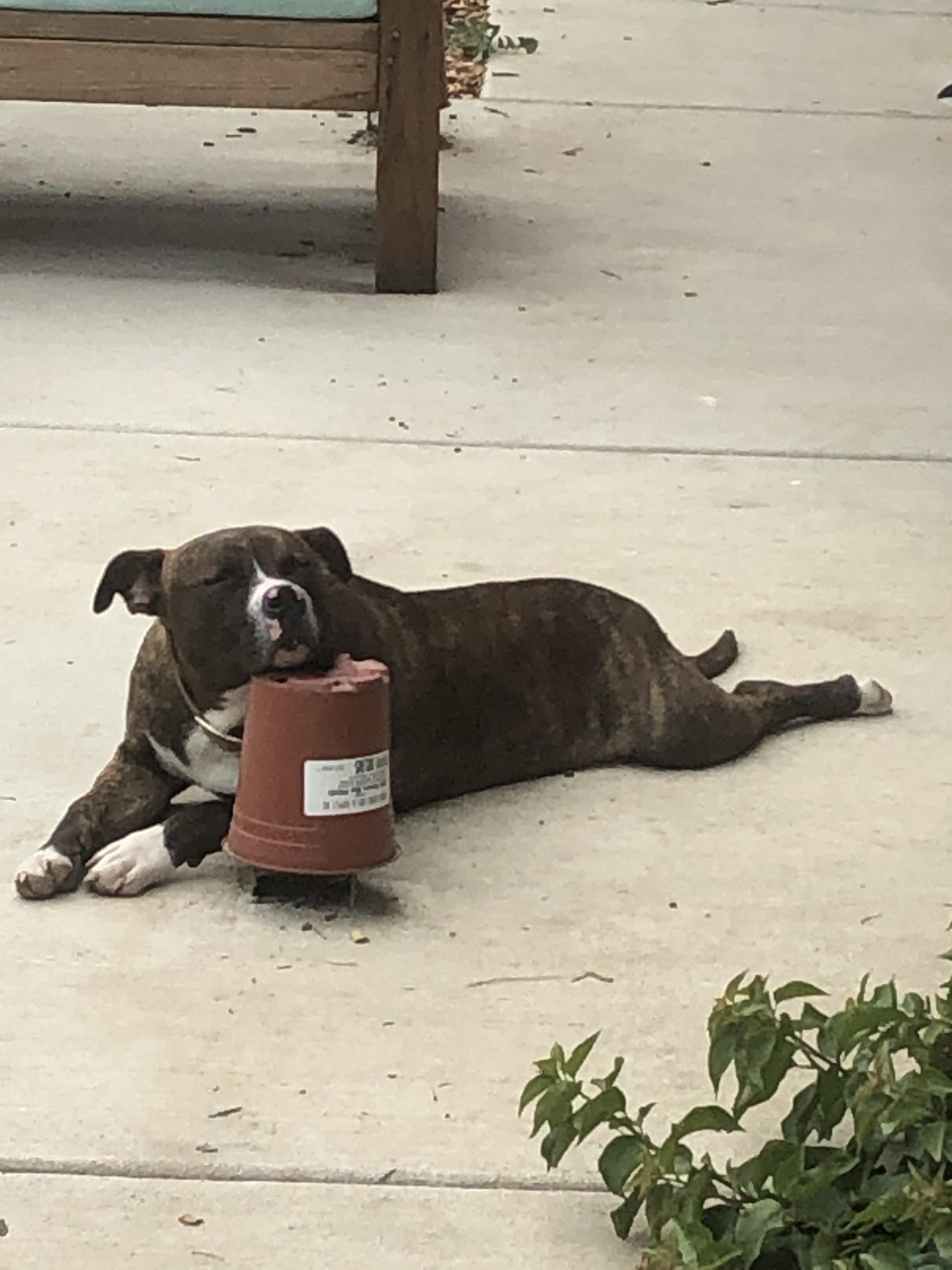 No pillow? No problem! r/AnimalsBeingDerps