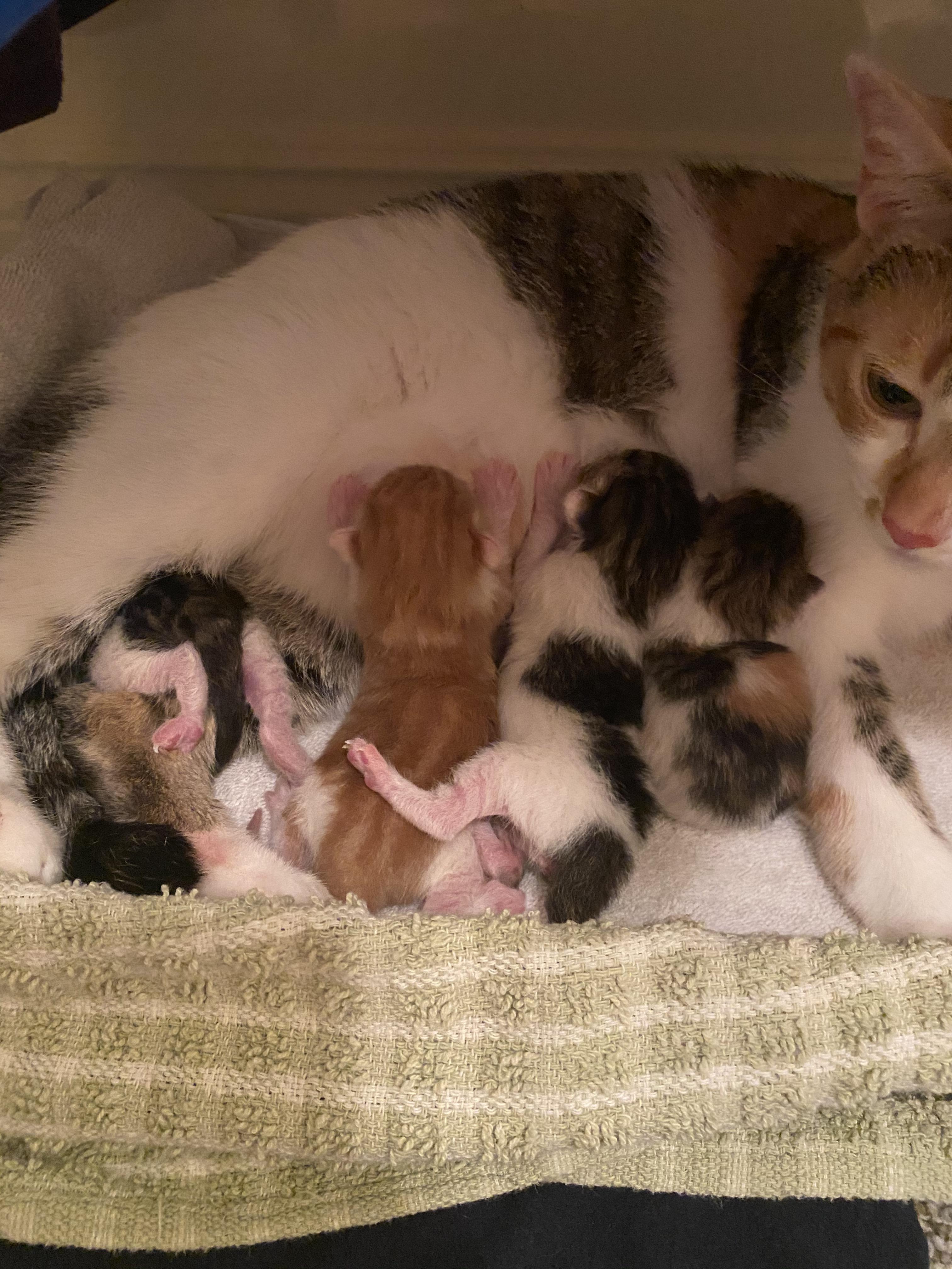 My cat gave birth to four cute babies yesterday! r/kittens