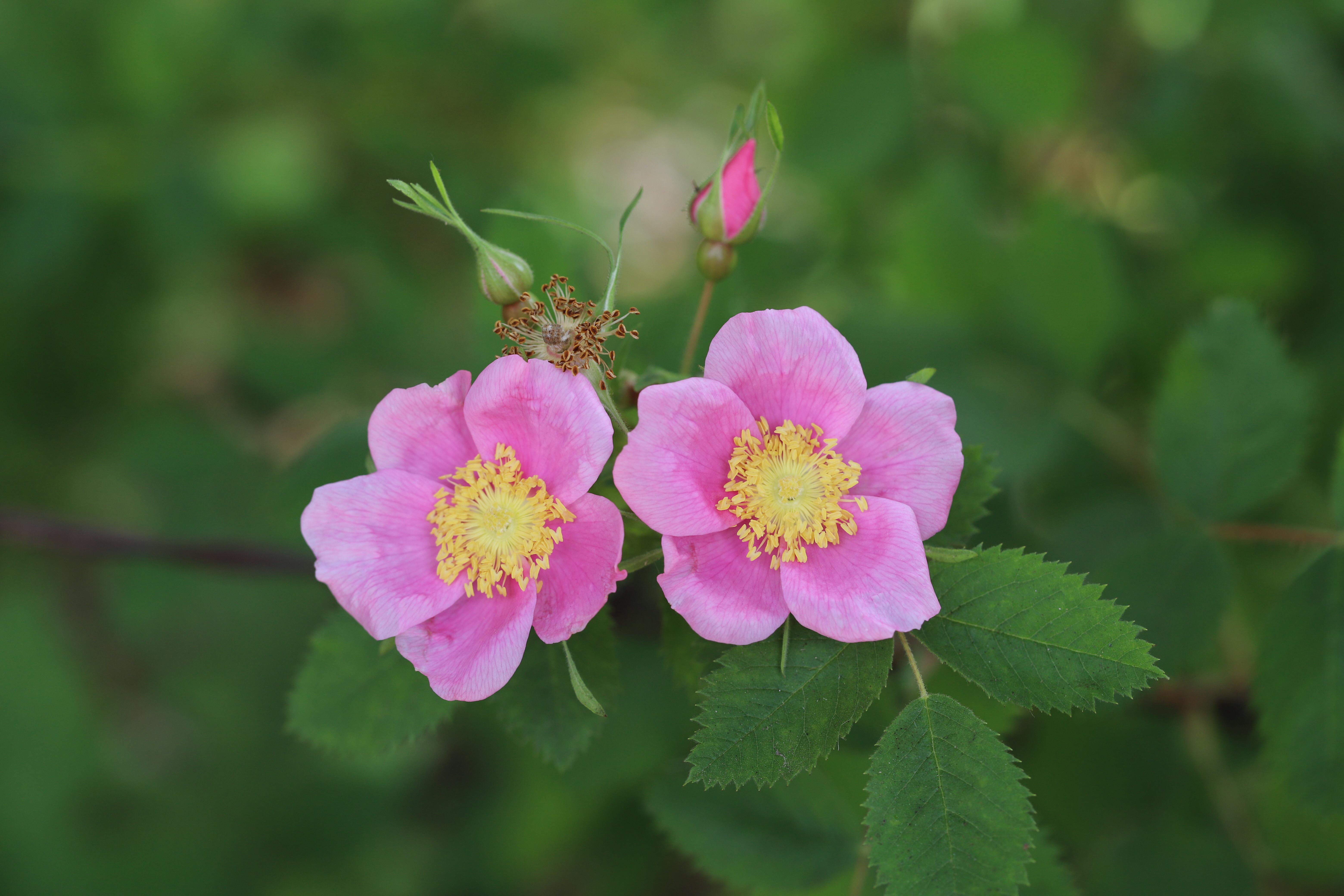 California Wild Rose (Rosa californica), Butano State Park, California