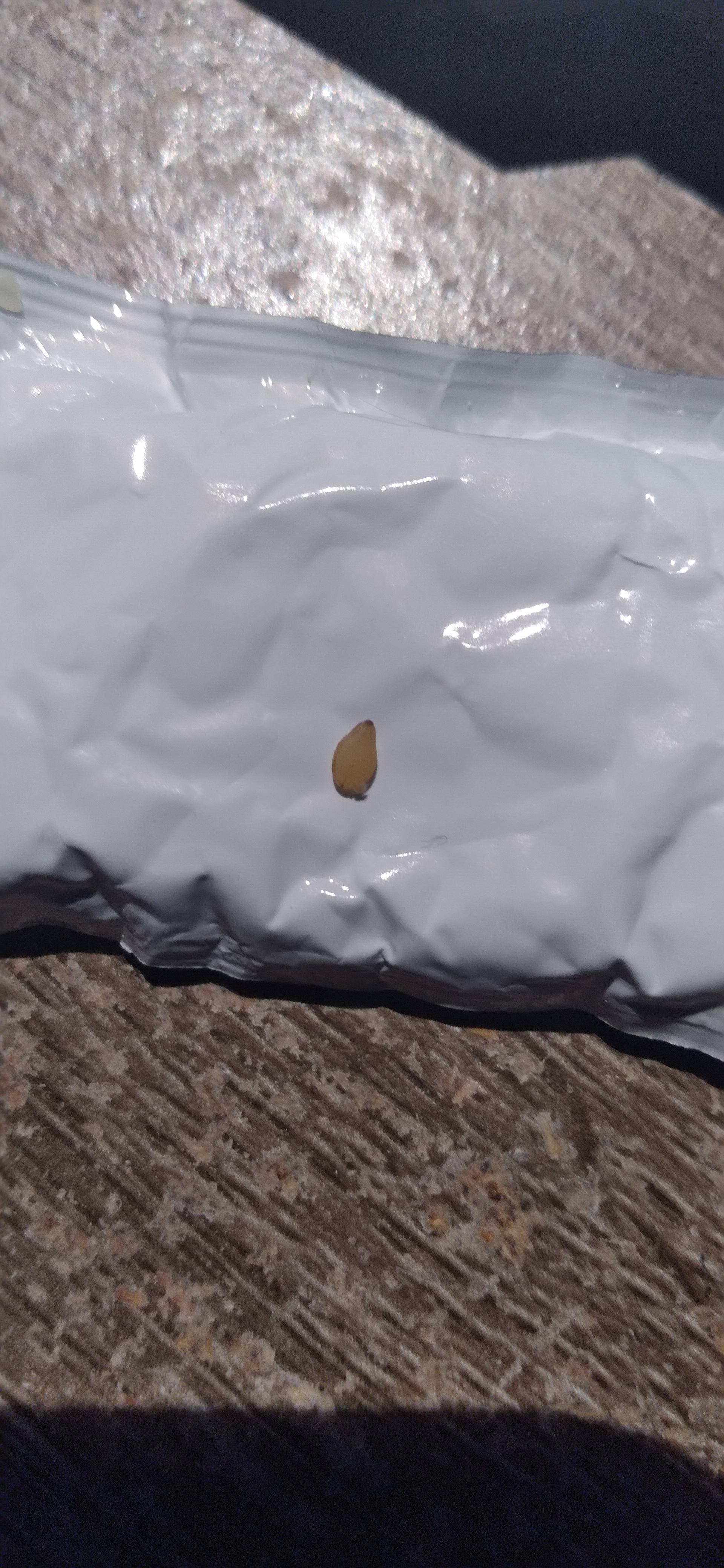 is this a bug egg or a sesame seed? Found on my floor r/whatsthisbug