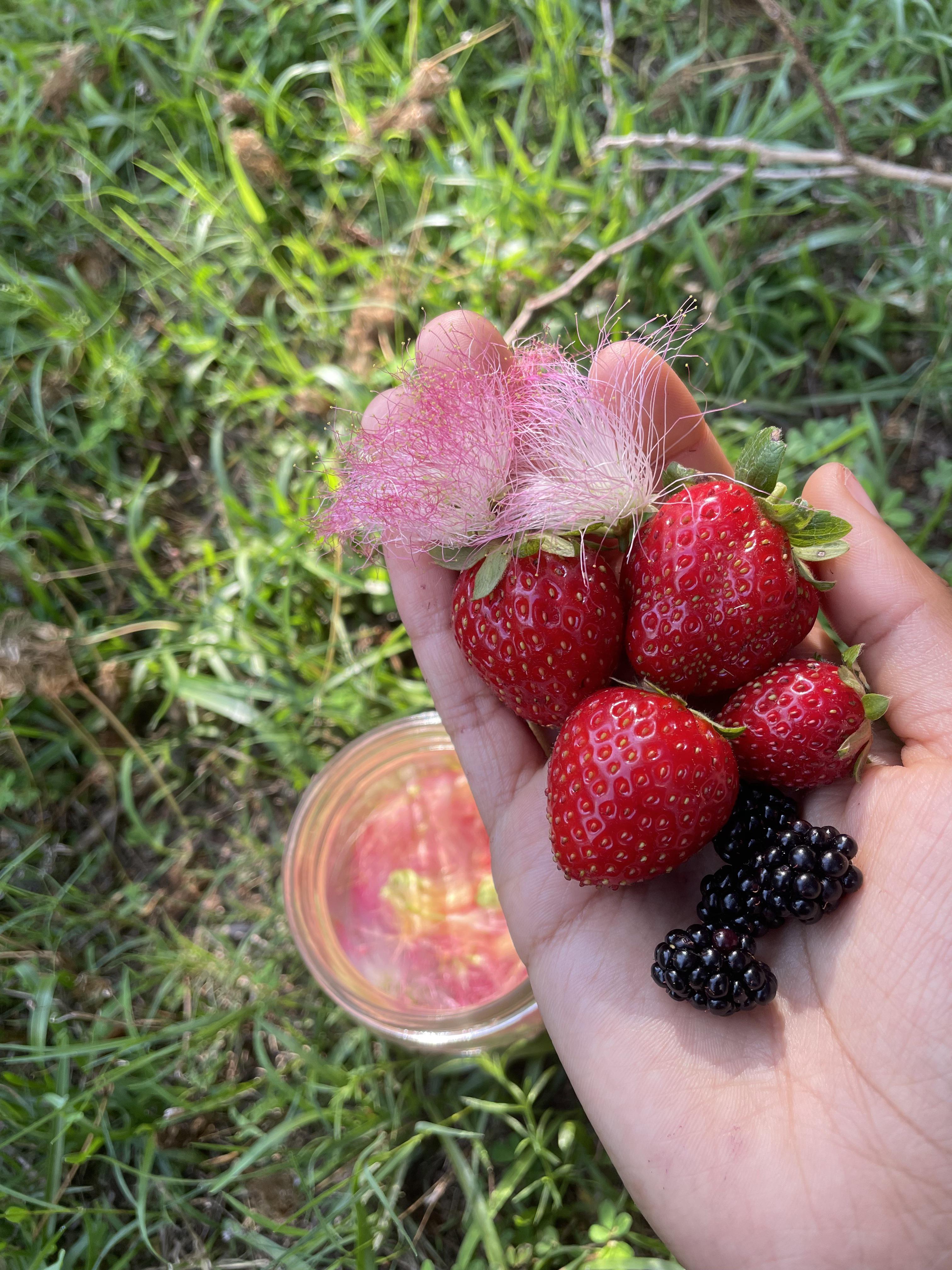 Berries & Mimosa Flowers r/foraging