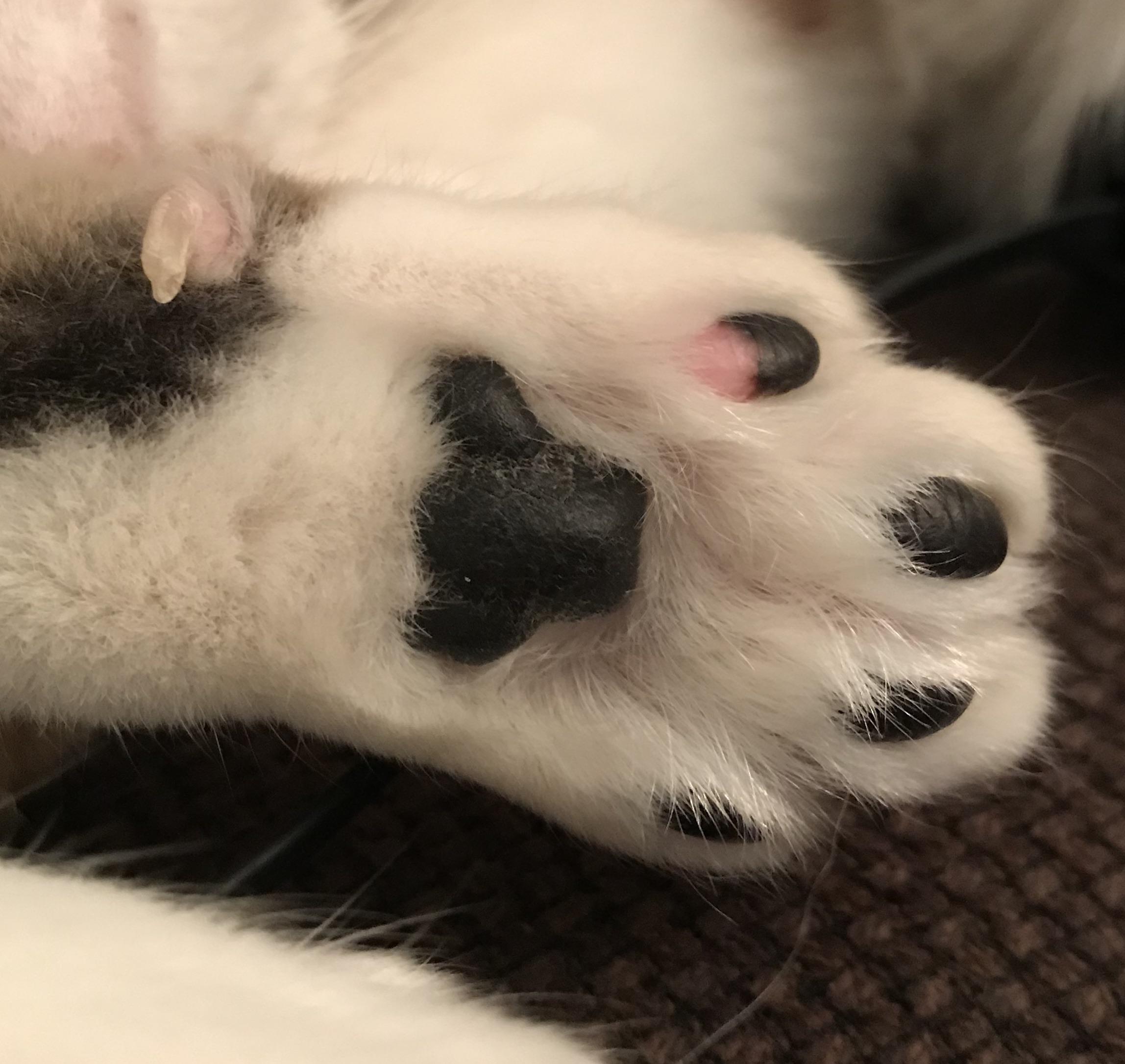 My cat has one half pink, half black toe bean on his hind foot, with a