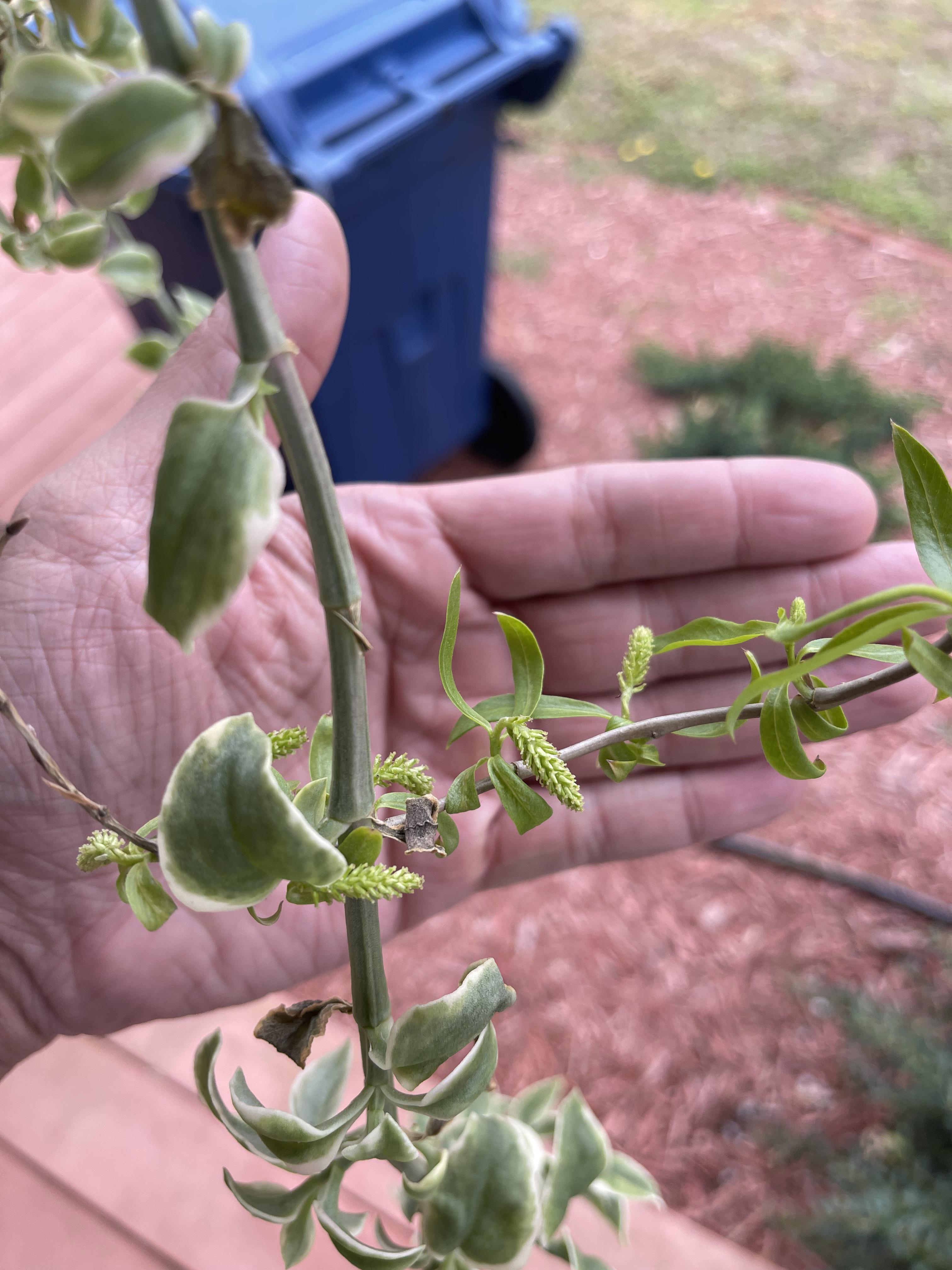 What are these on my potted Willow Tree? Wrapped around a Trailing Red