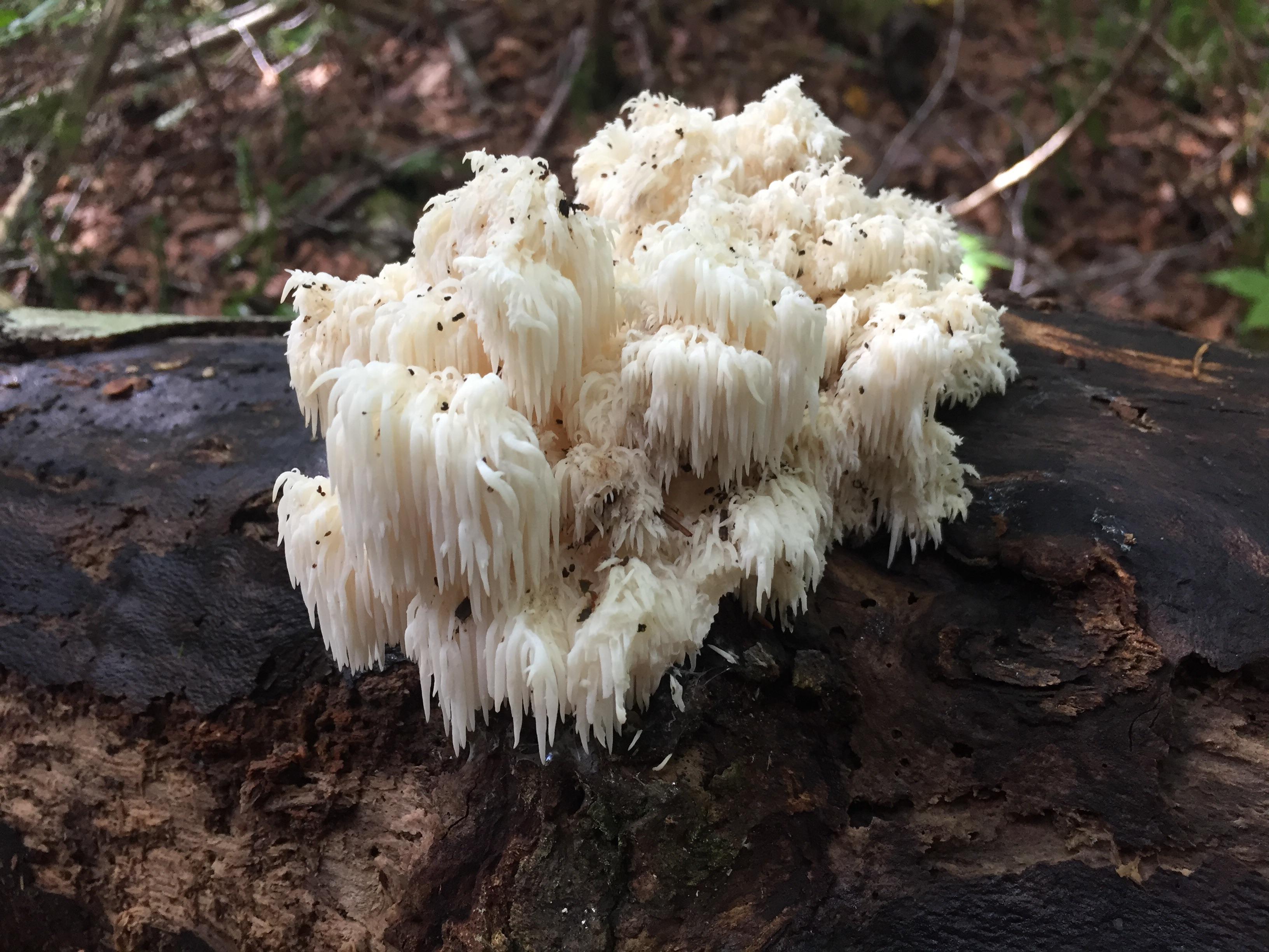 What type of fungus is this? Its pretty. r/Adirondacks