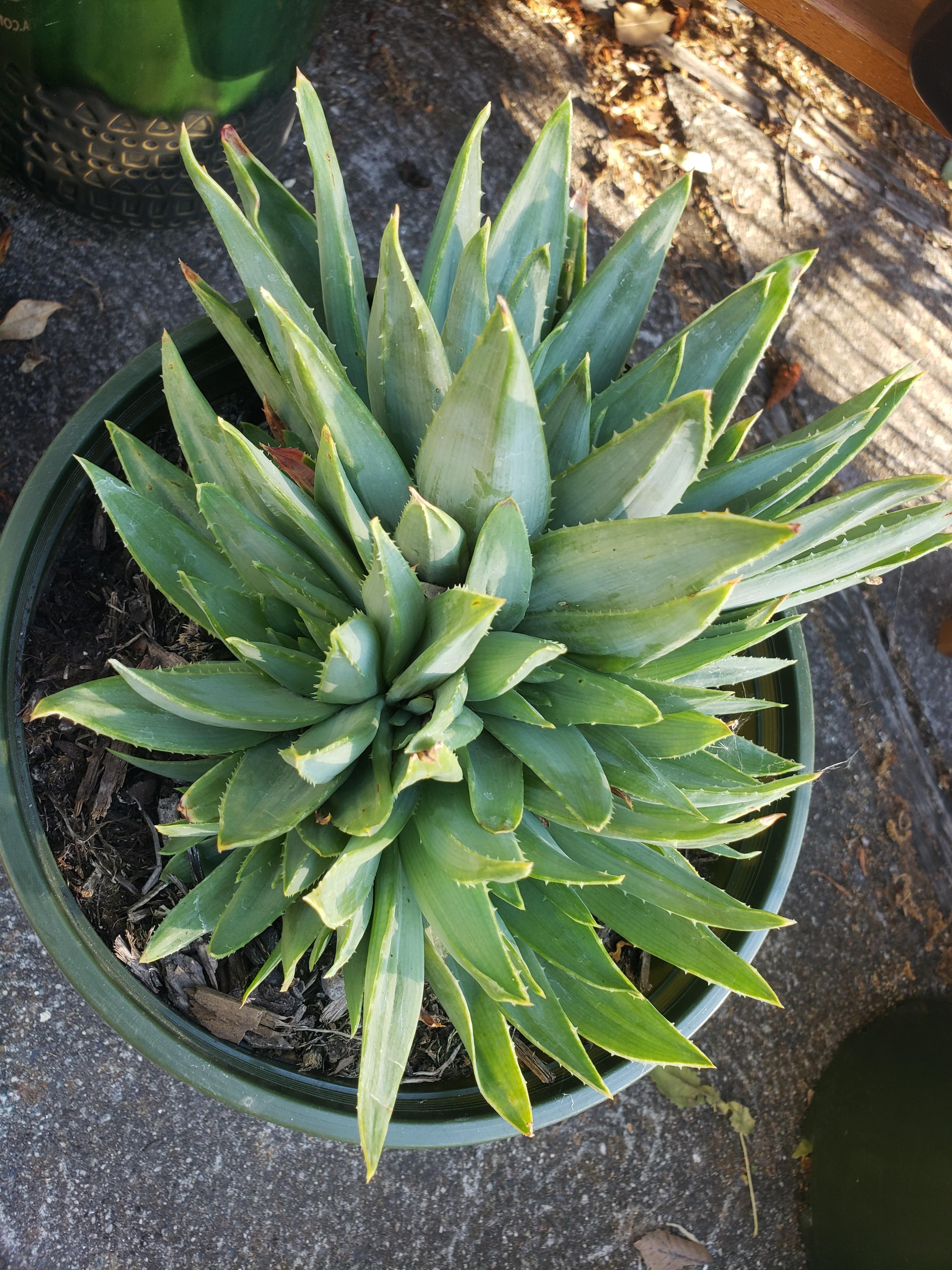 Spiral aloe from the nursery down the street 🤤 look at