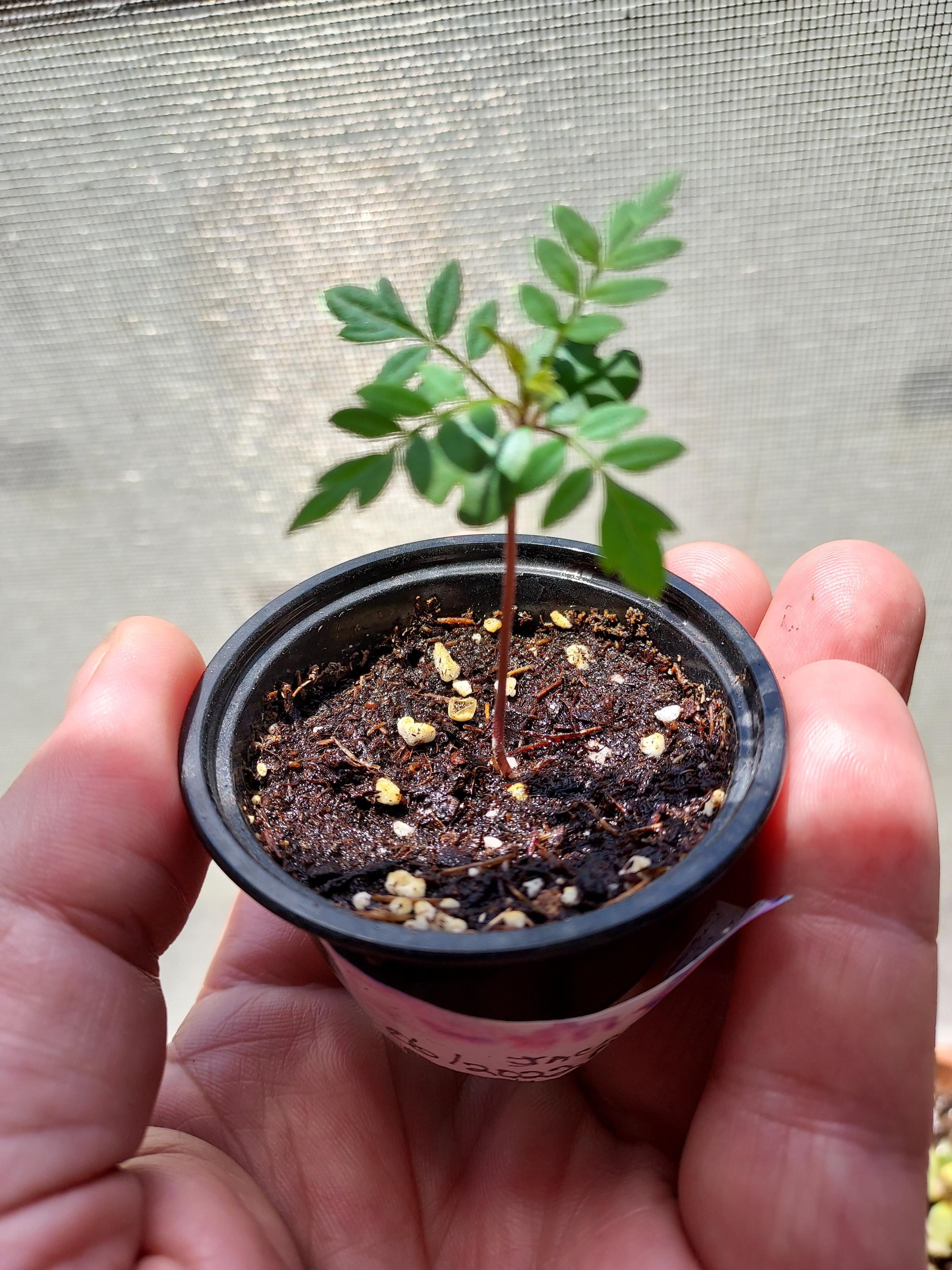 My baby Blue Jacaranda, about 6 weeks from seed. r/Bonsai