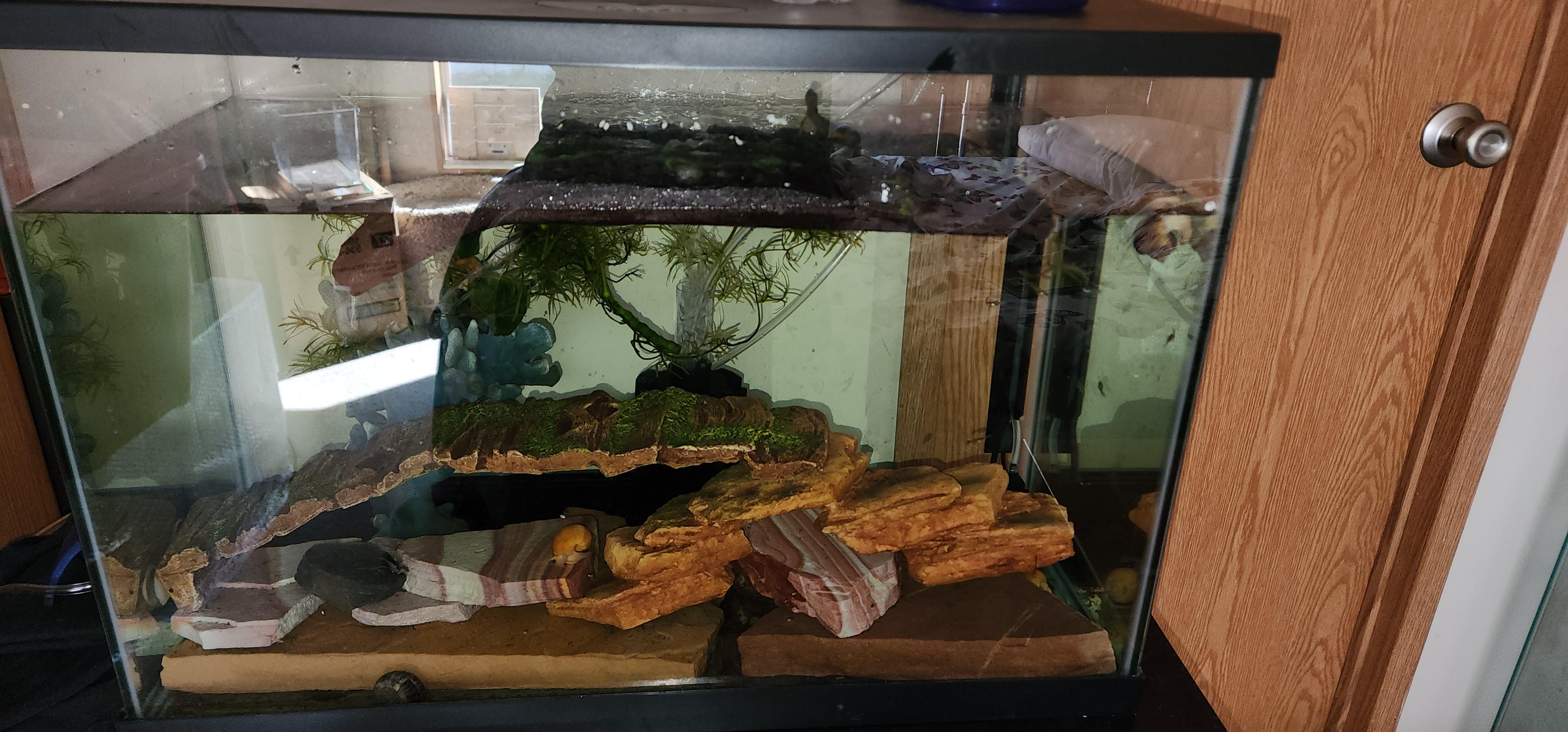 How do I get sulphur and/or sulphur smell out of my freshwater fish