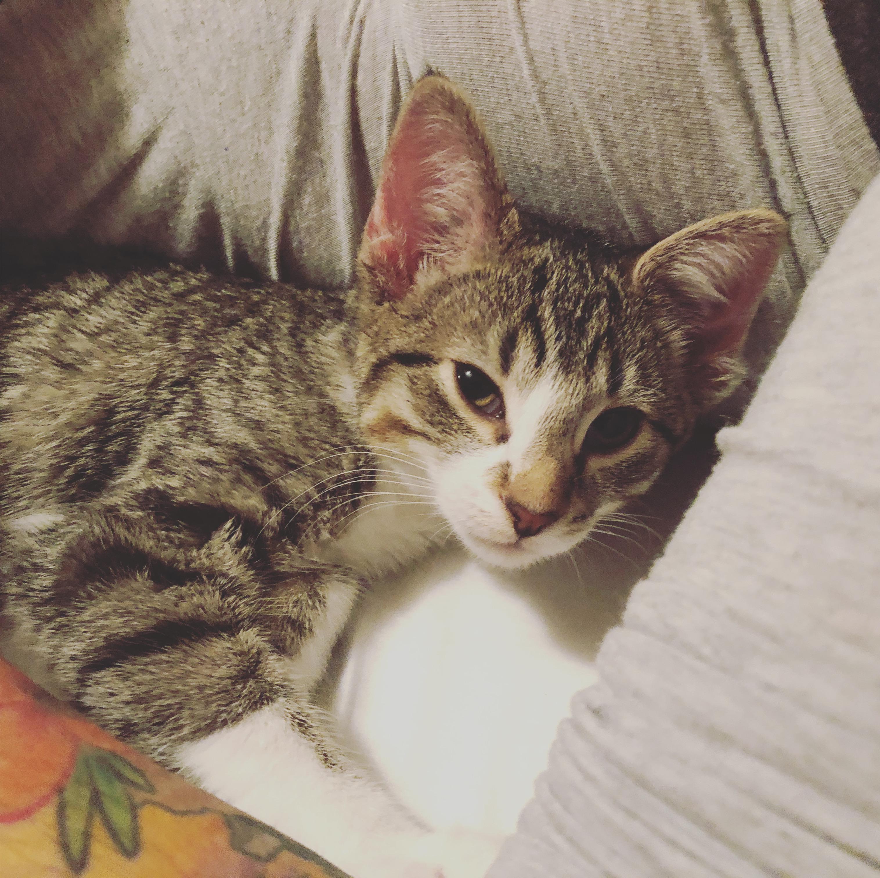 Saved this little guy from freezing to death outside in 30 weather