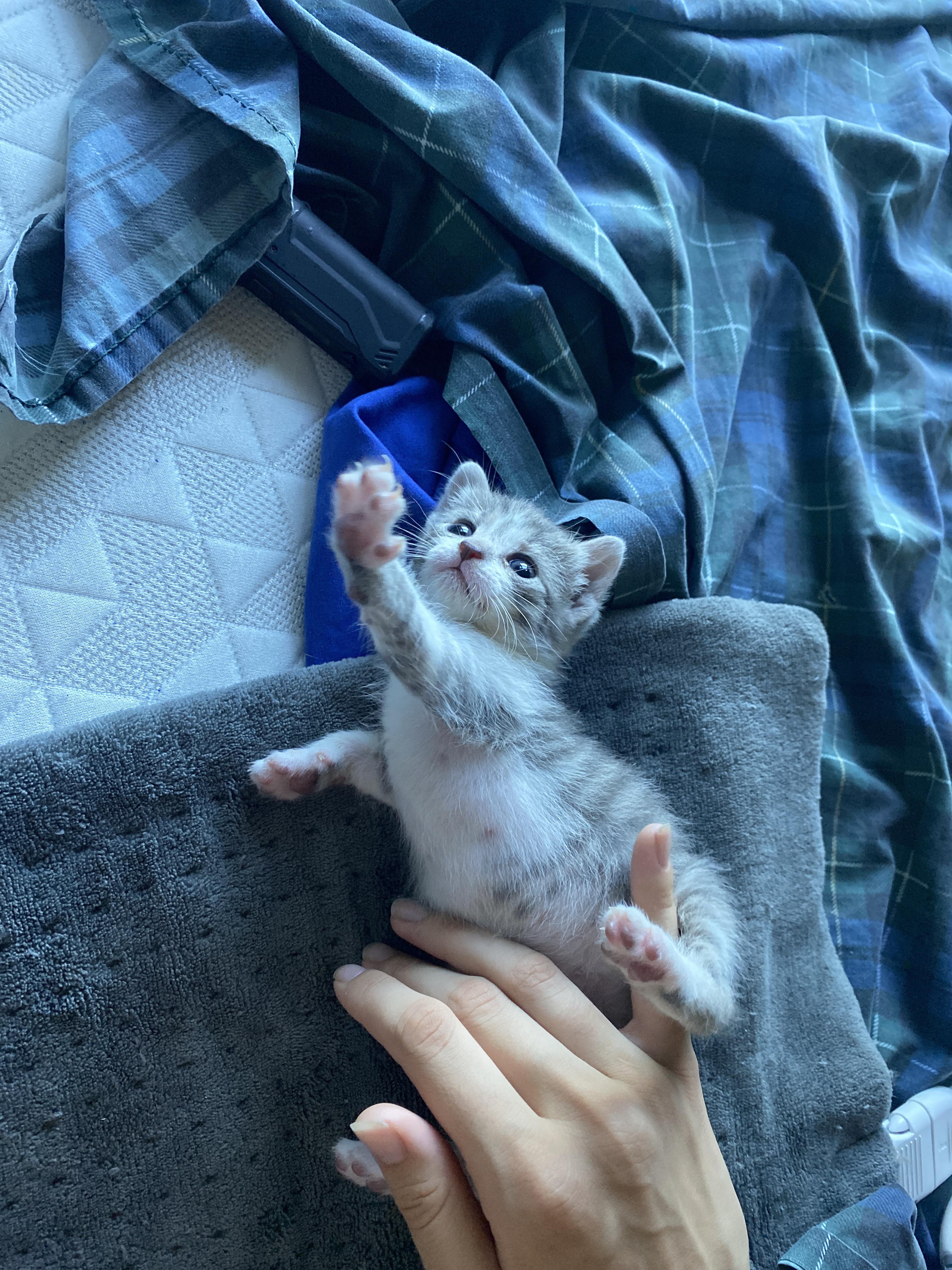 My kitten turned five weeks old on Thursday and already knows to shit