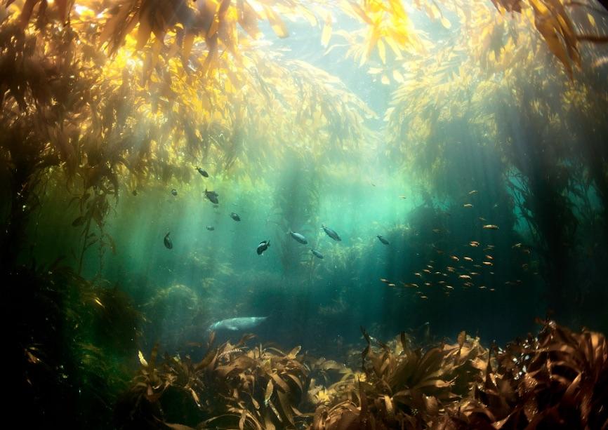 🔥🔥Kelp forest off the coast of California.🔥🔥 NatureIsFuckingLit