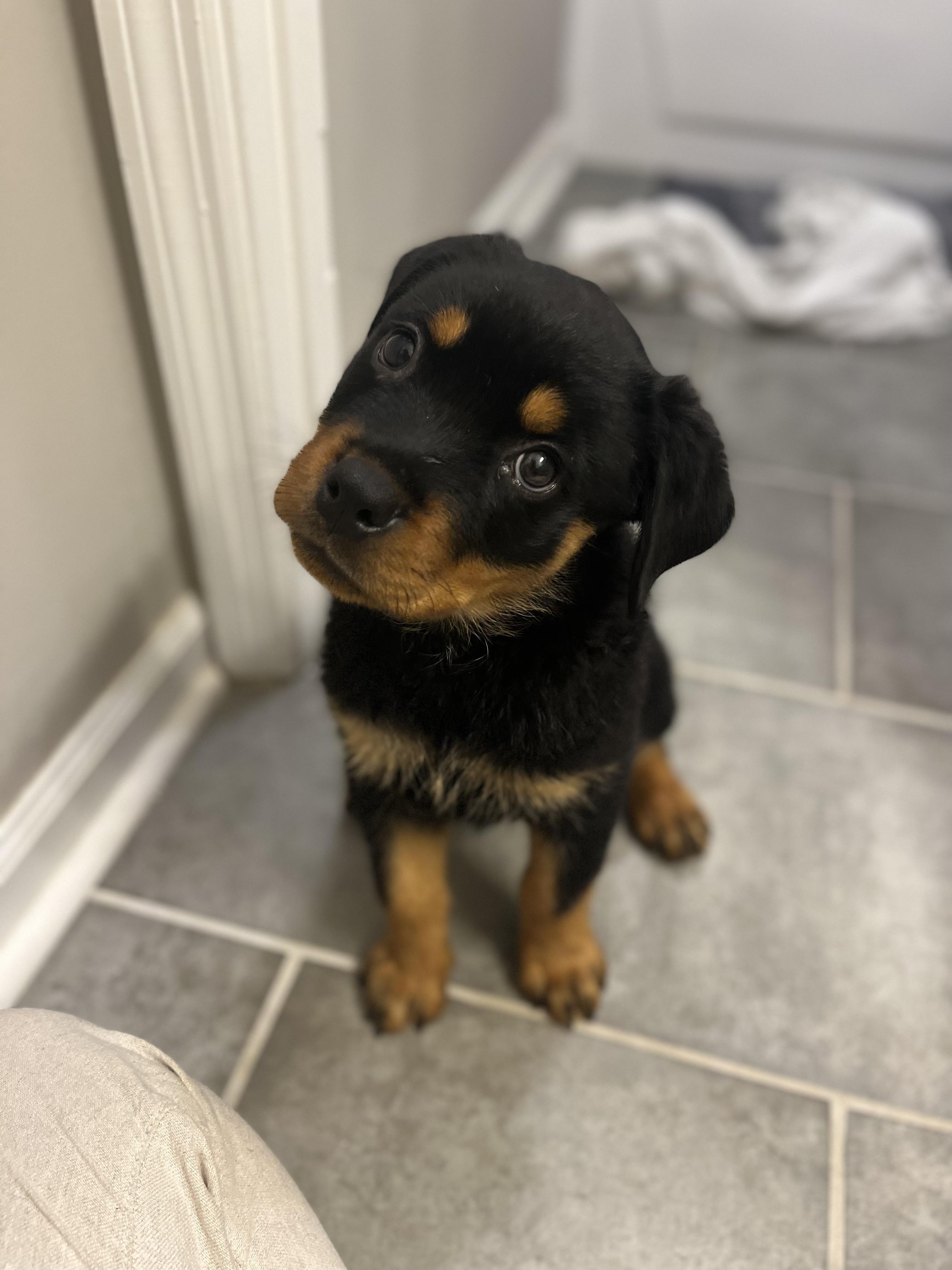 What Age Do Rottweiler Puppies Lose Their Teeth