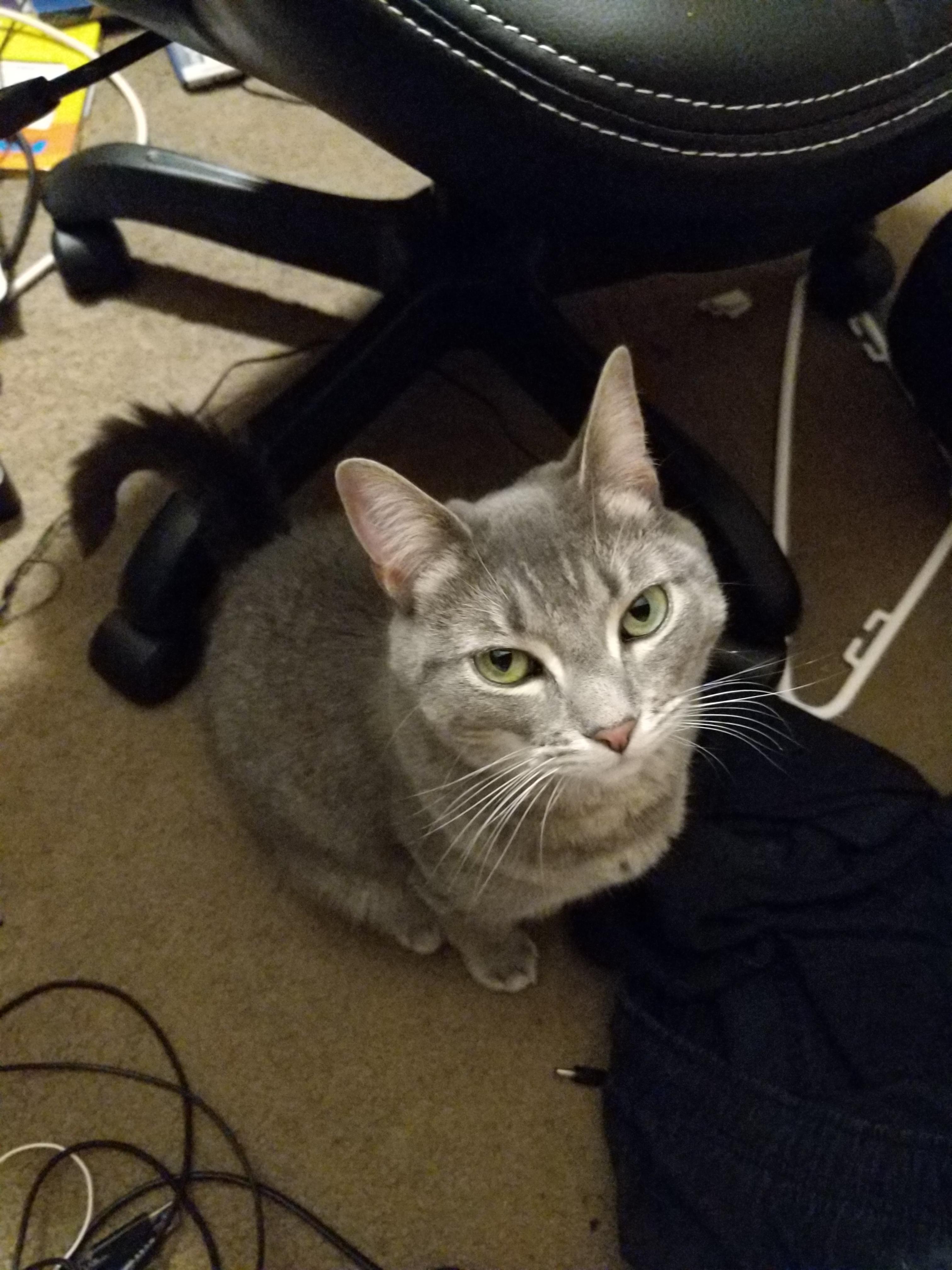 This is one of my cats, Charlotte redditgetsdrawnbadly