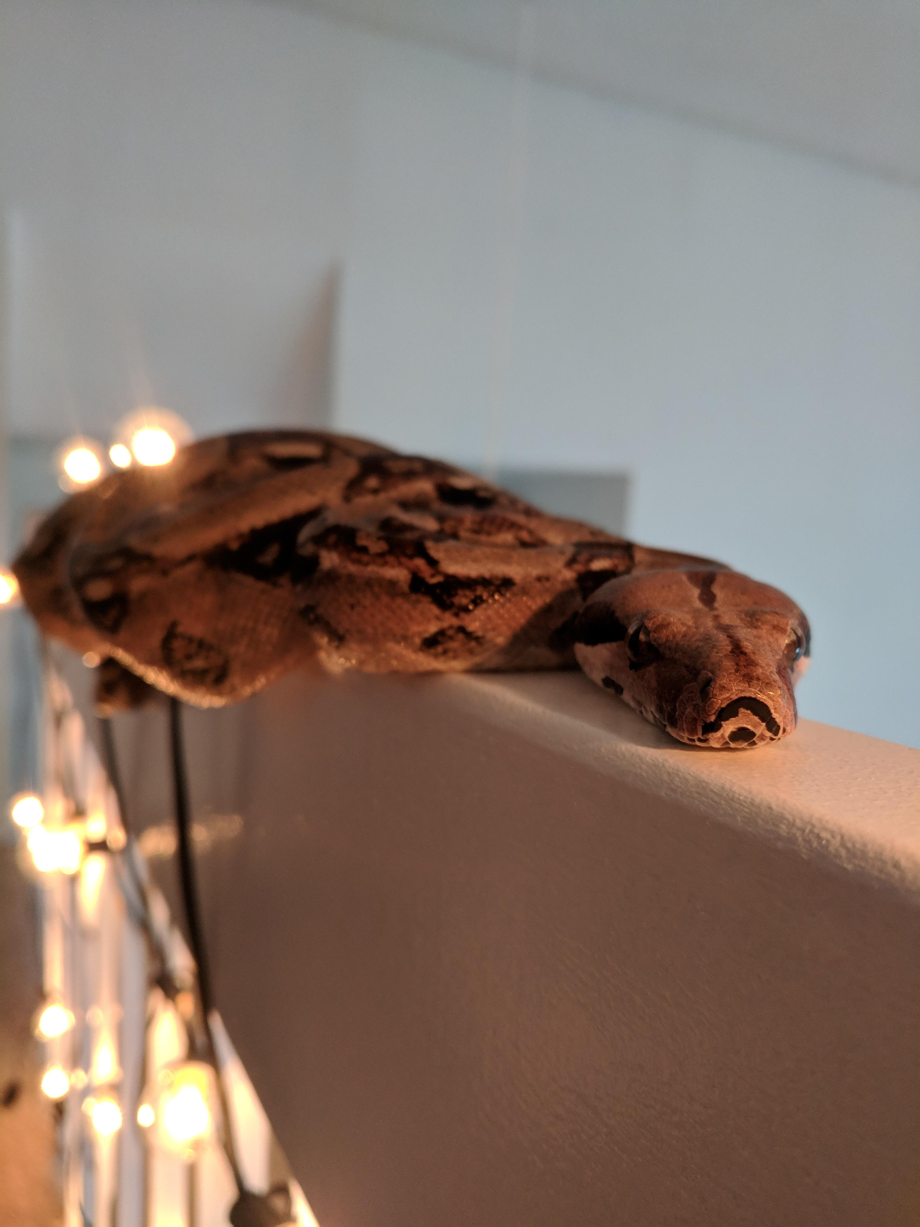 Always looks best in subtle lighting. r/snakes