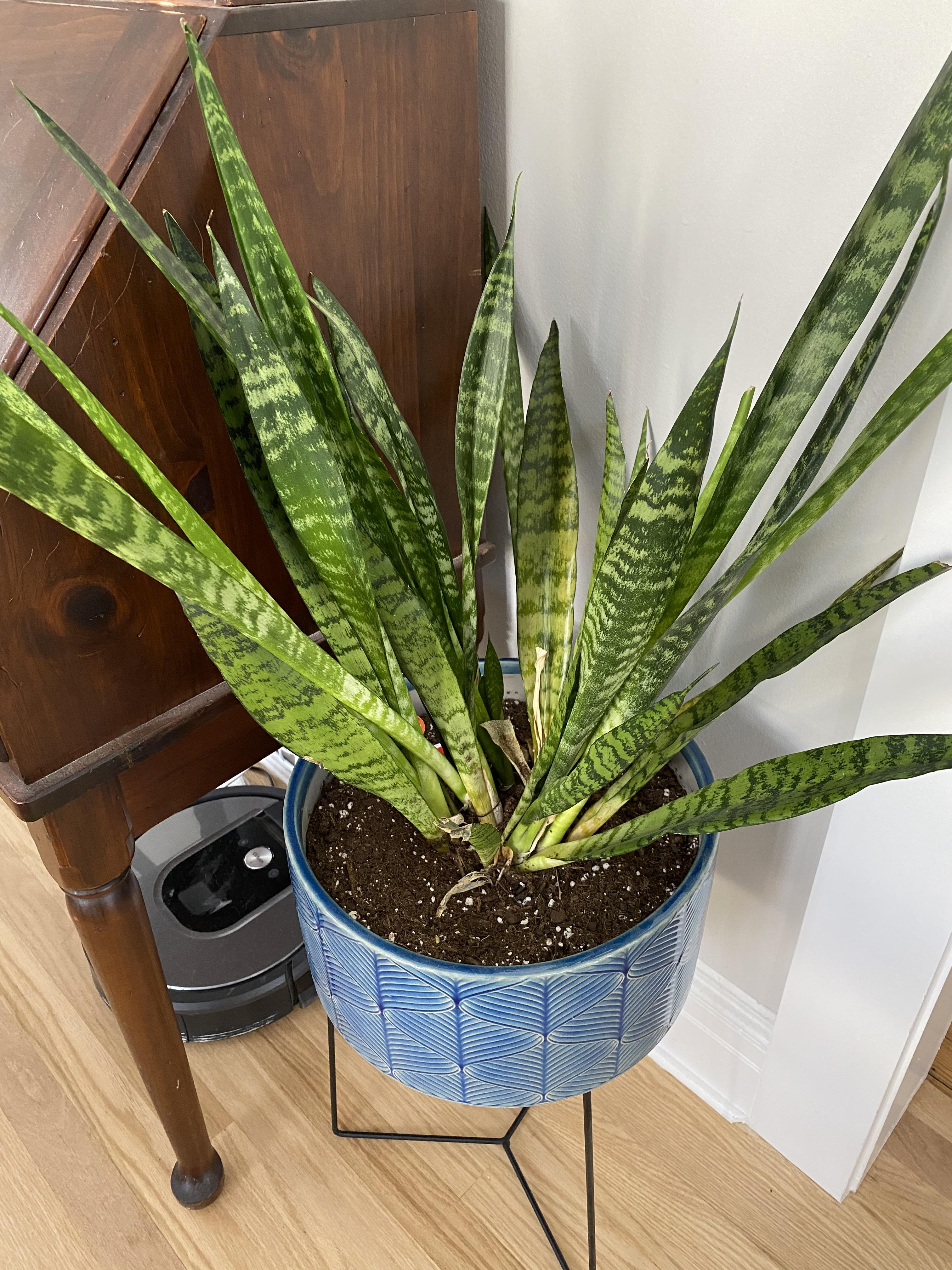 My snake plant just looks unhappy, I’m not sure how else to explain it
