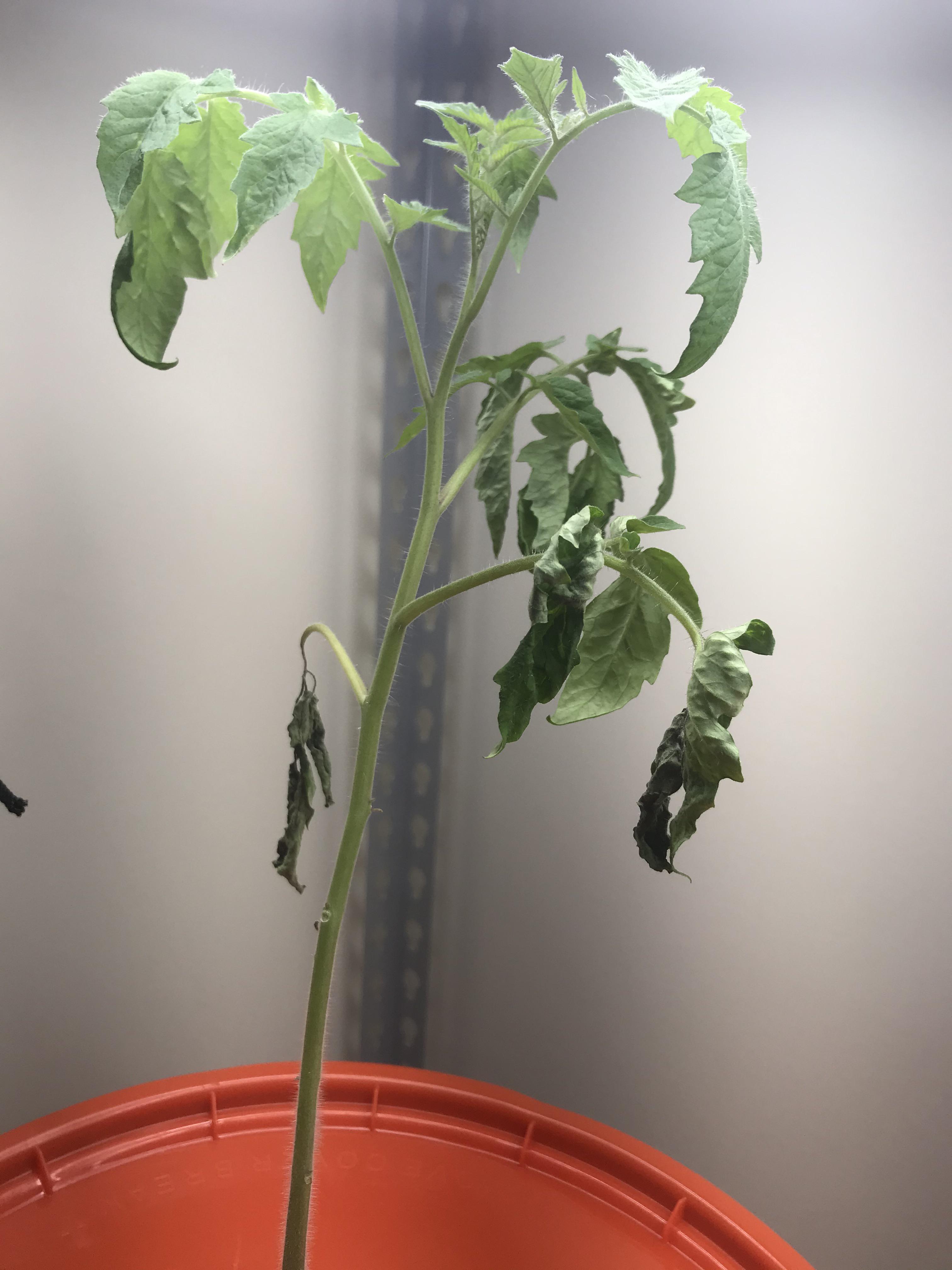 Tomato plant has been wilting every day. I just moved it from DWC to a