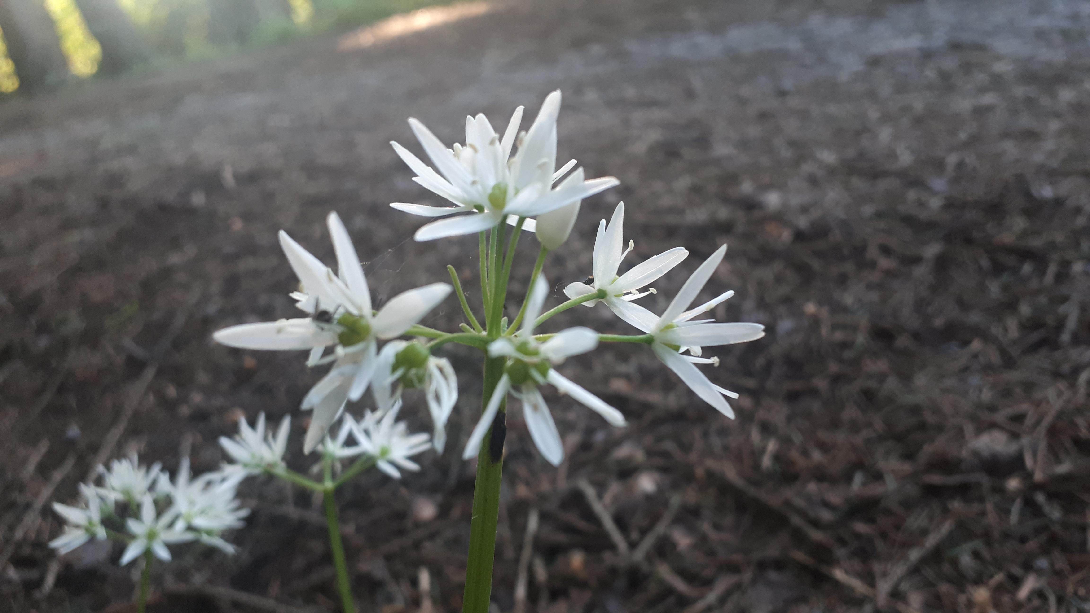 Silent Princess in real life. r/Breath_of_the_Wild