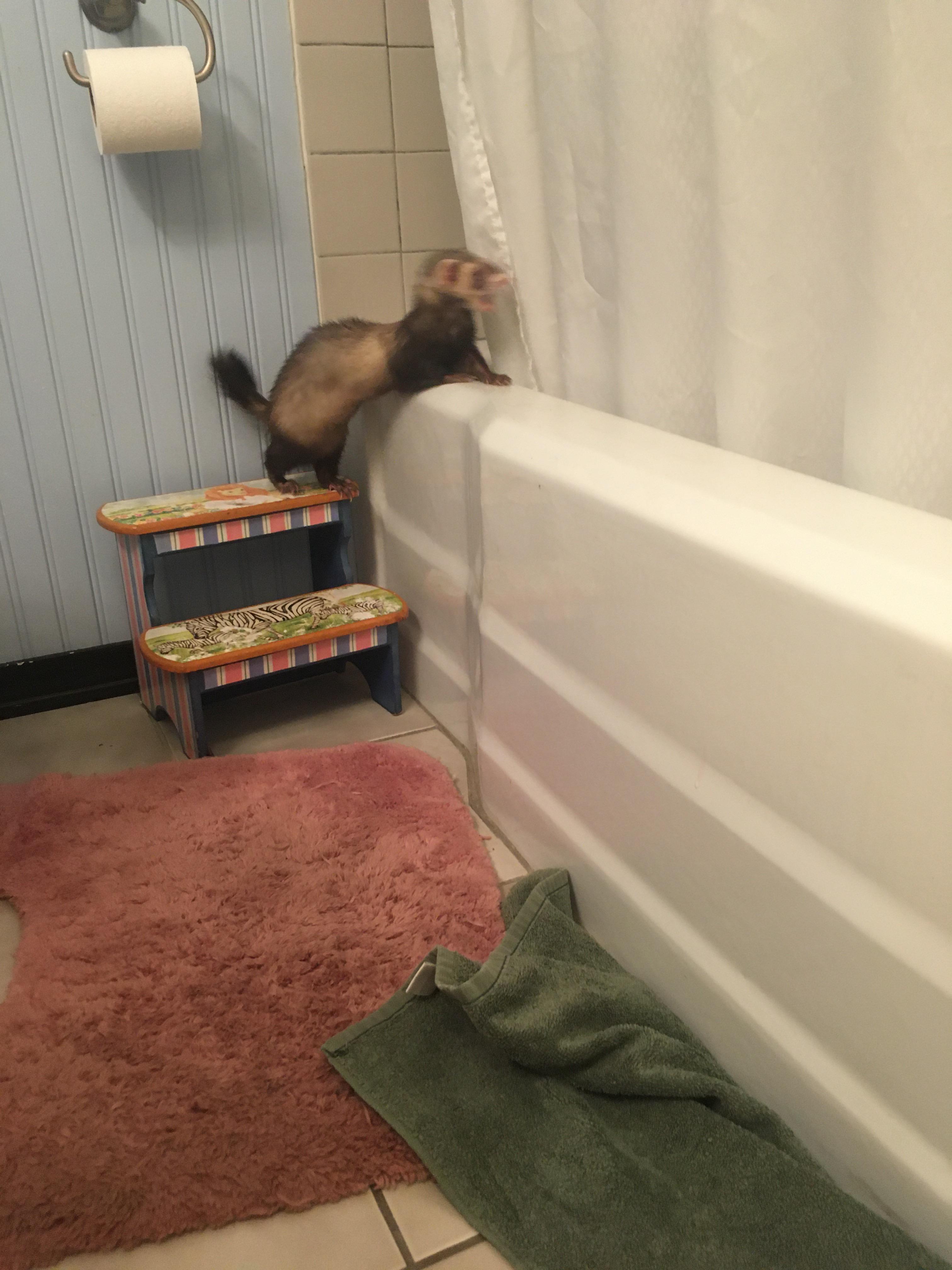 My ferret is obsessed with the bathtub and I don’t really know why. r