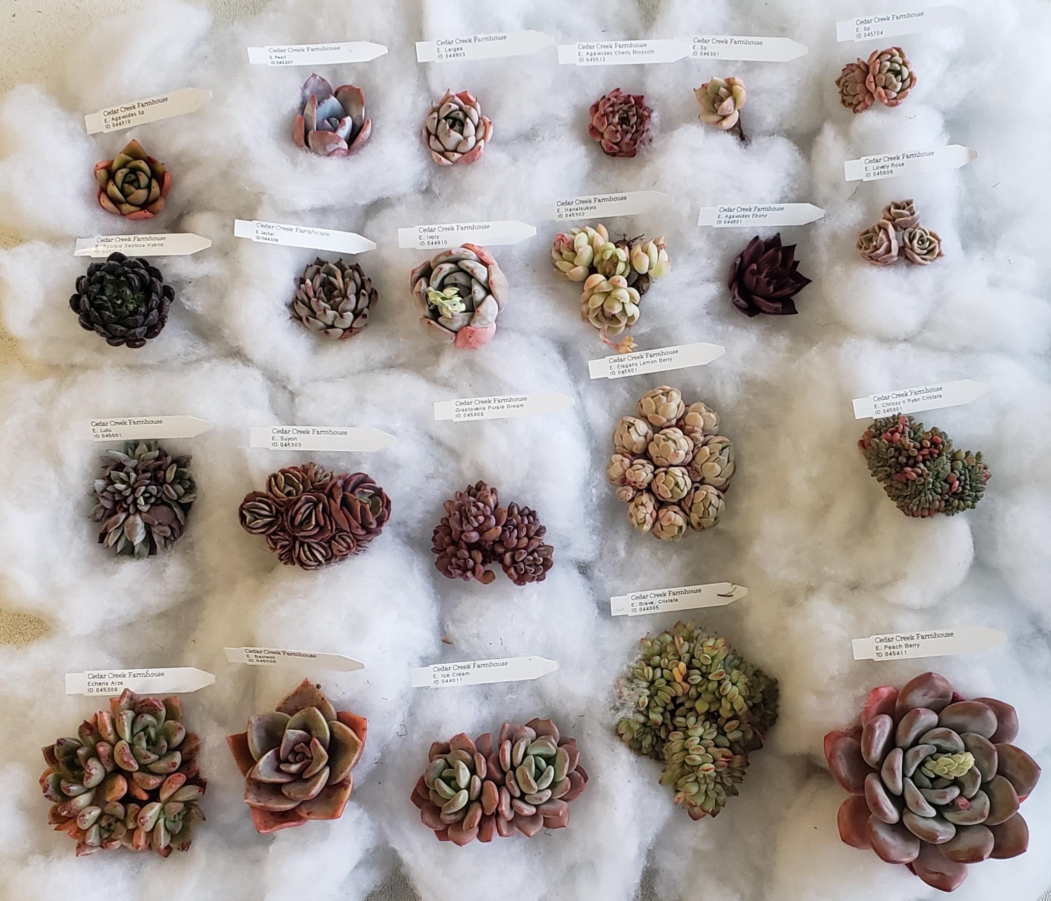 Plant mail from Cedar Creek Farmhouse! I love every single one of them! r/succulents